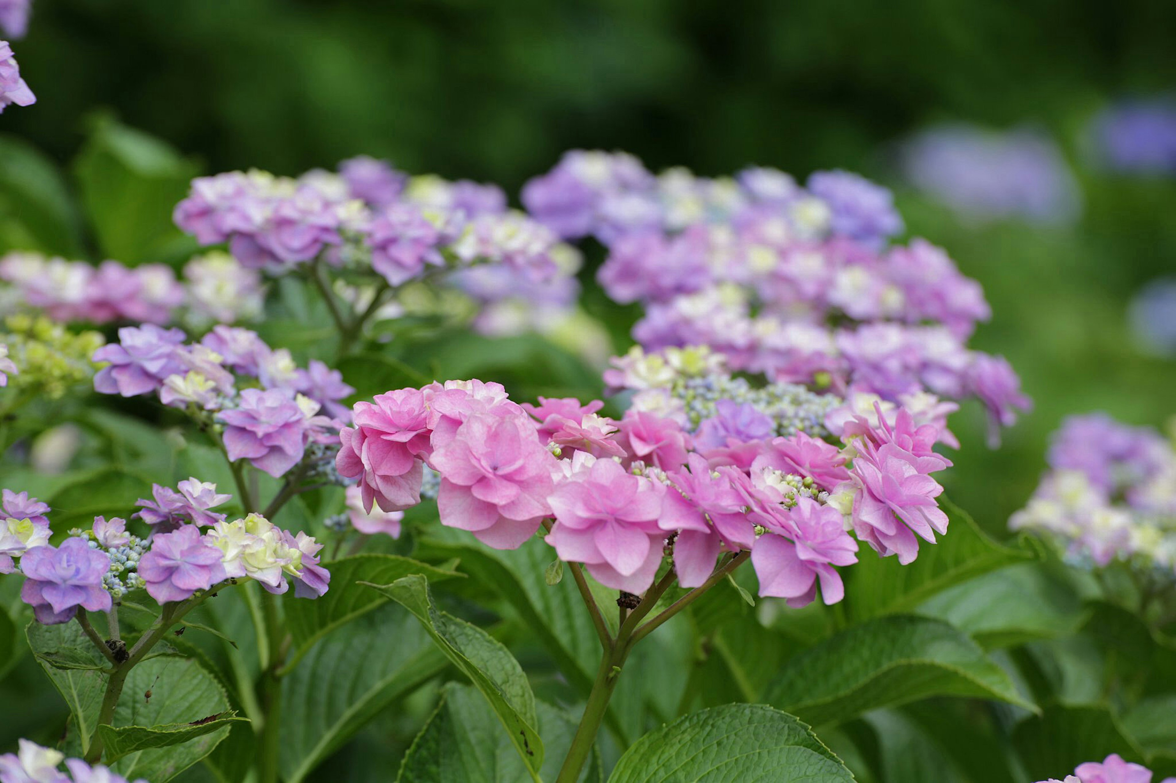 Beautiful pink and purple hydrangea flowers blooming in a garden