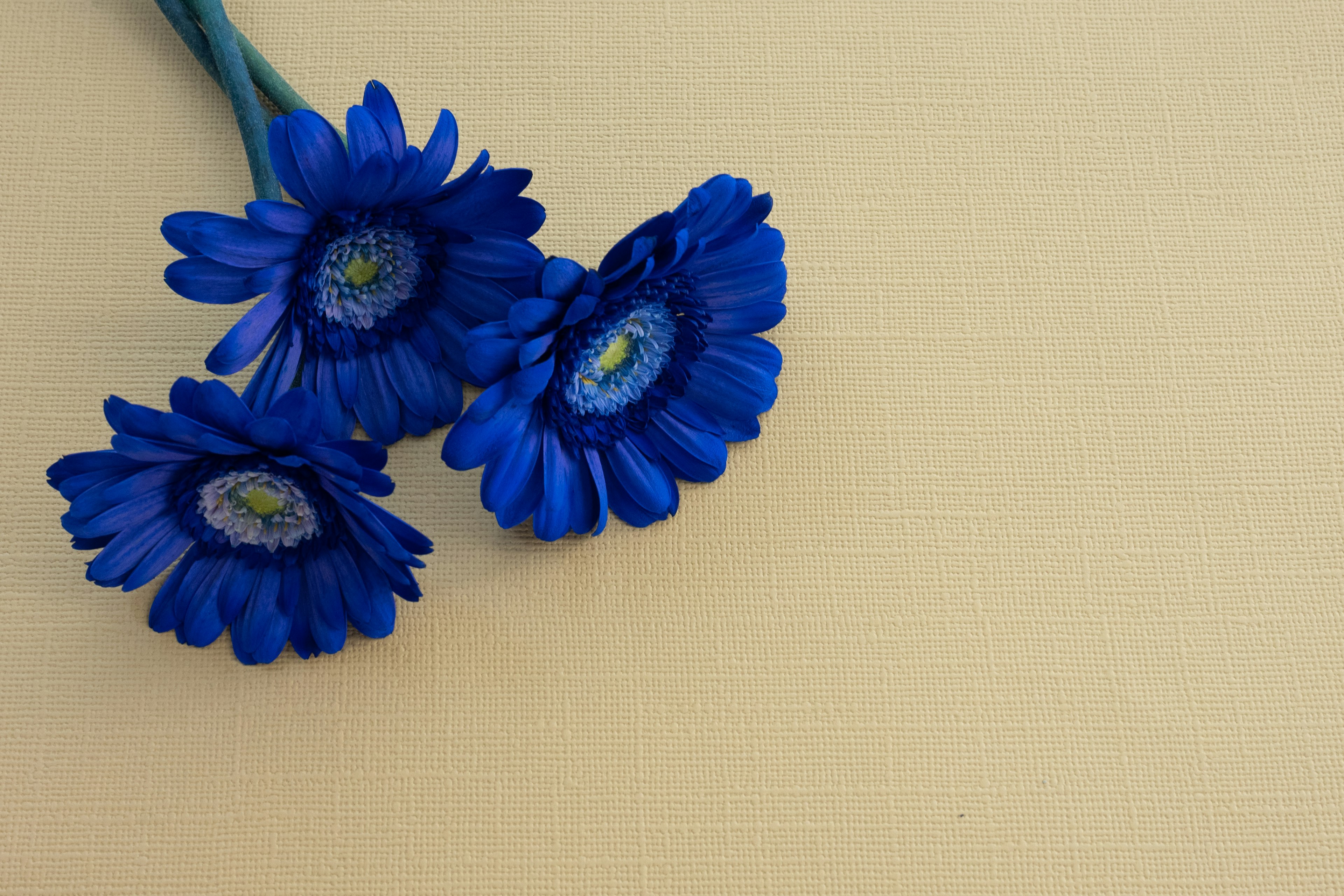 Trois fleurs bleues disposées sur un fond jaune