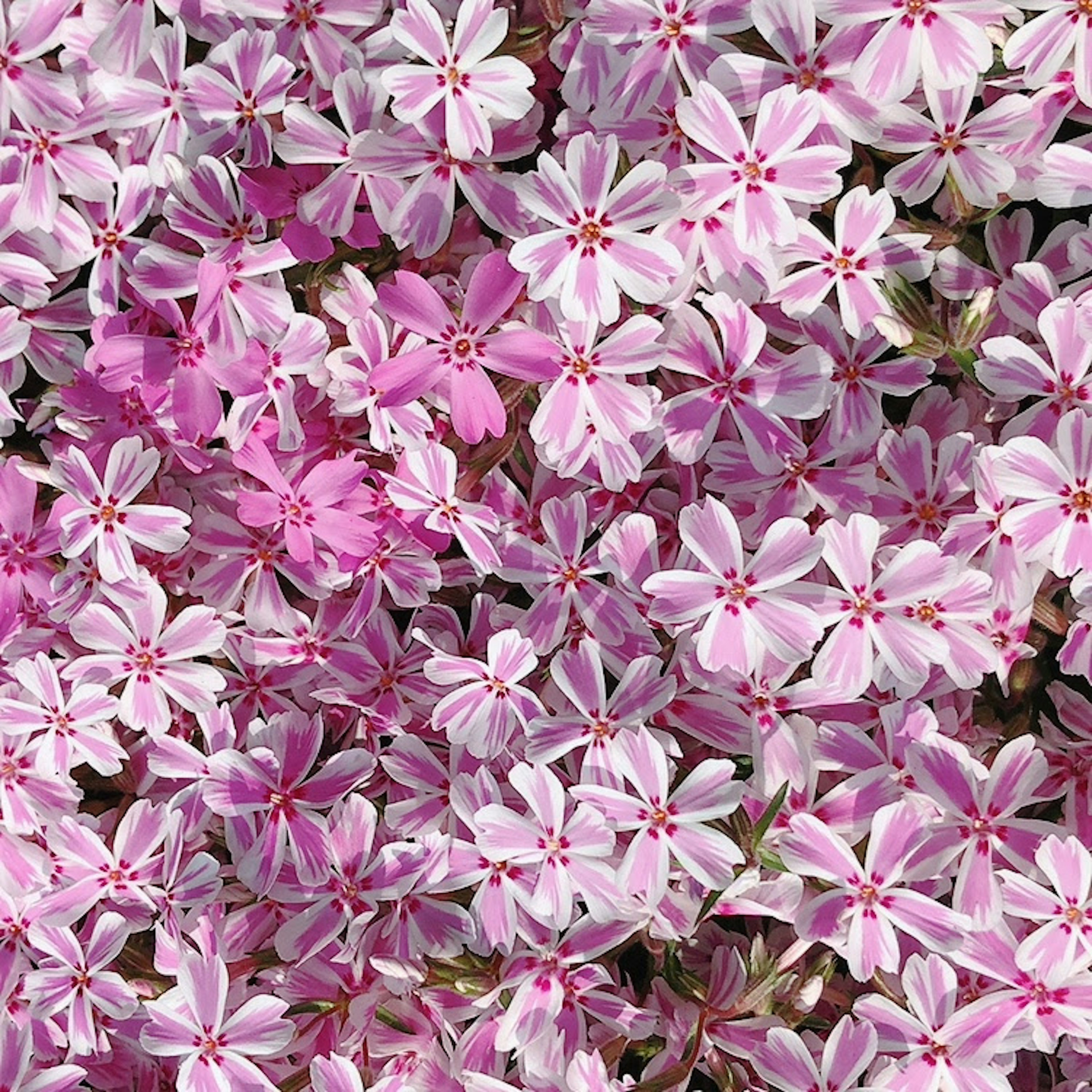 Dense cluster of small pink flowers with white accents