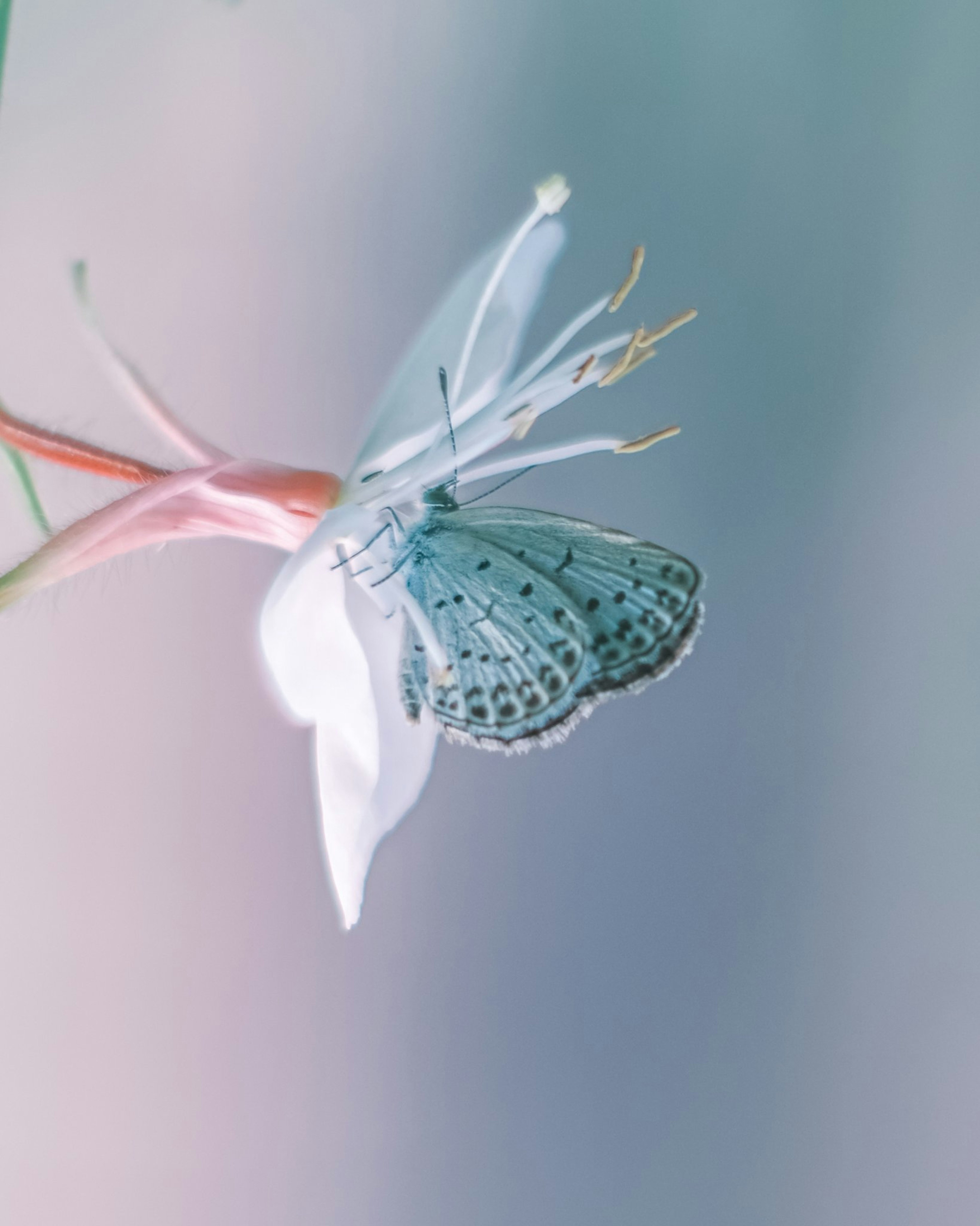 Ein blauer Schmetterling sitzt auf einer weißen Blume vor einem sanften Pastellhintergrund