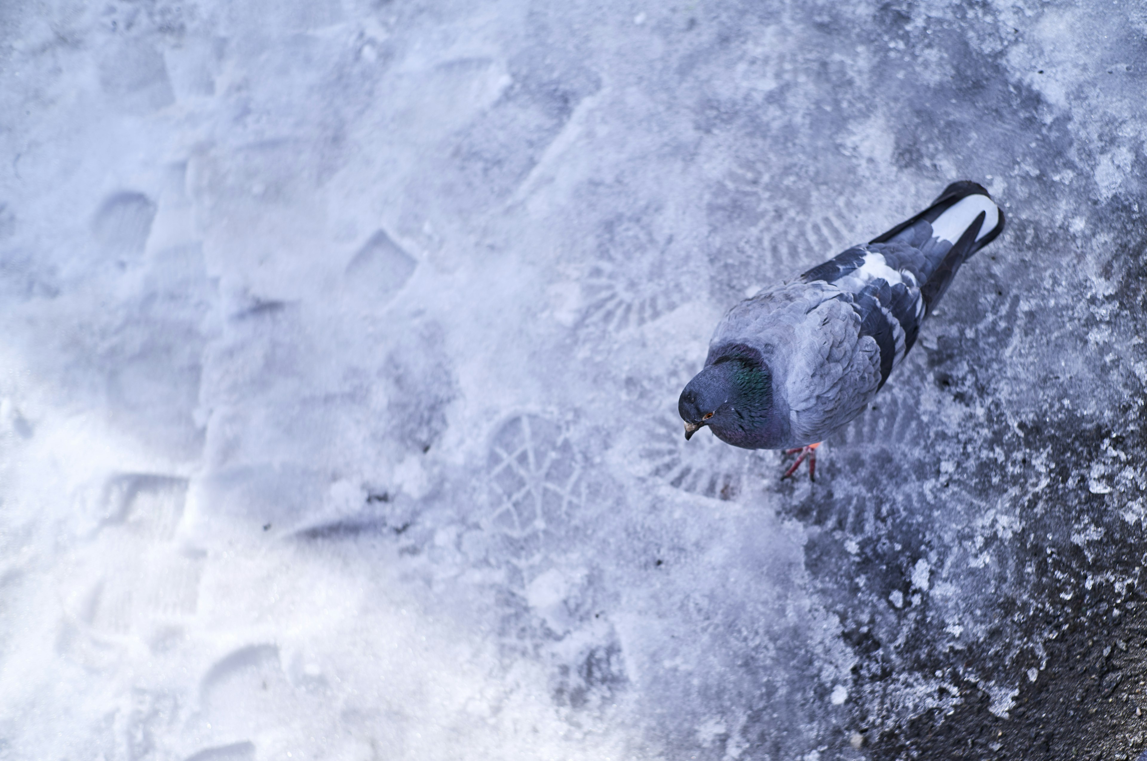 Eine Taube, die auf Schnee mit sichtbaren Fußabdrücken läuft