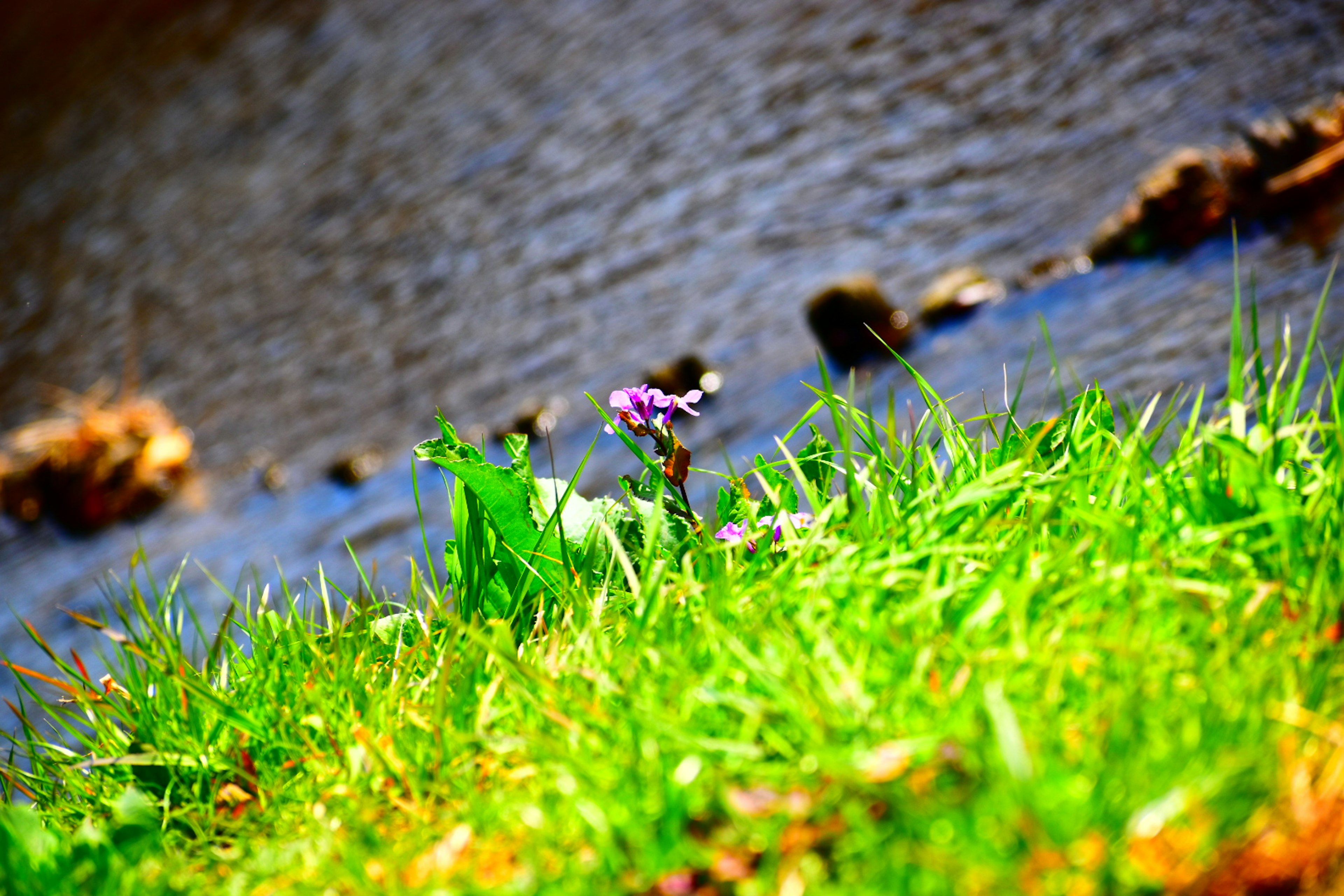 Lila Blume blüht nahe einem Fluss mit grünem Gras