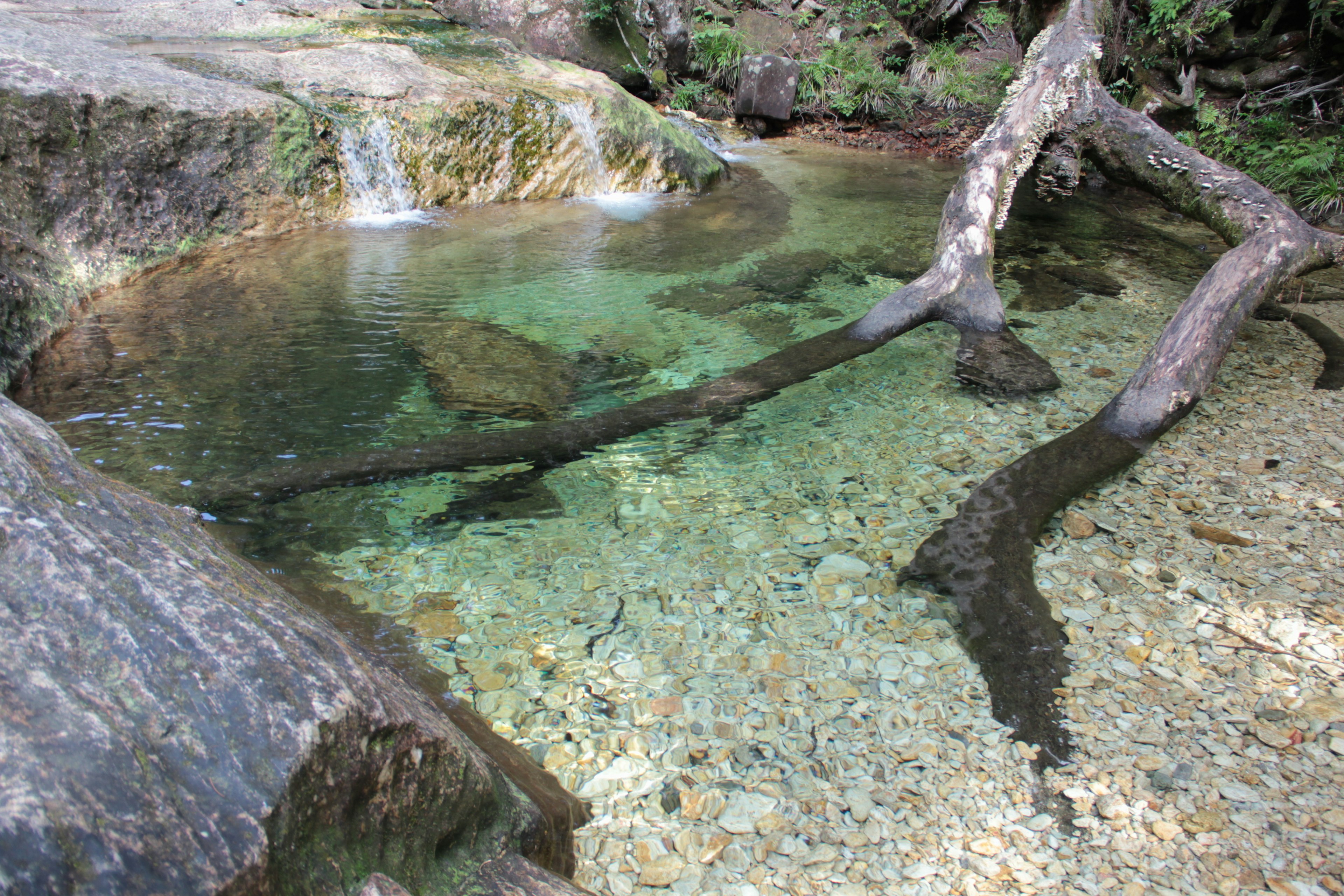 Un bellissimo ruscello con acqua limpida e radici di alberi naturali