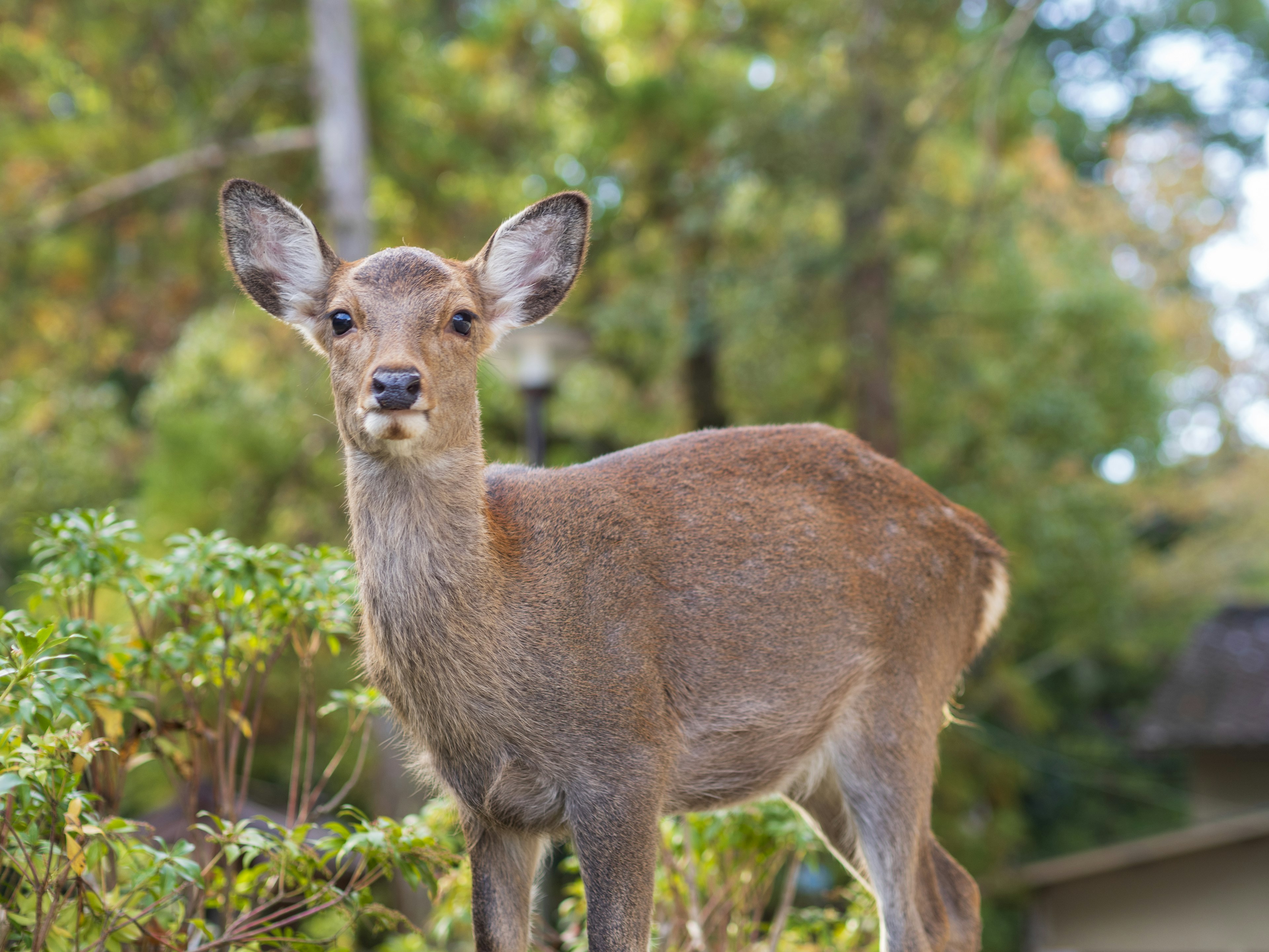 A young deer standing in front of green plants in a natural setting