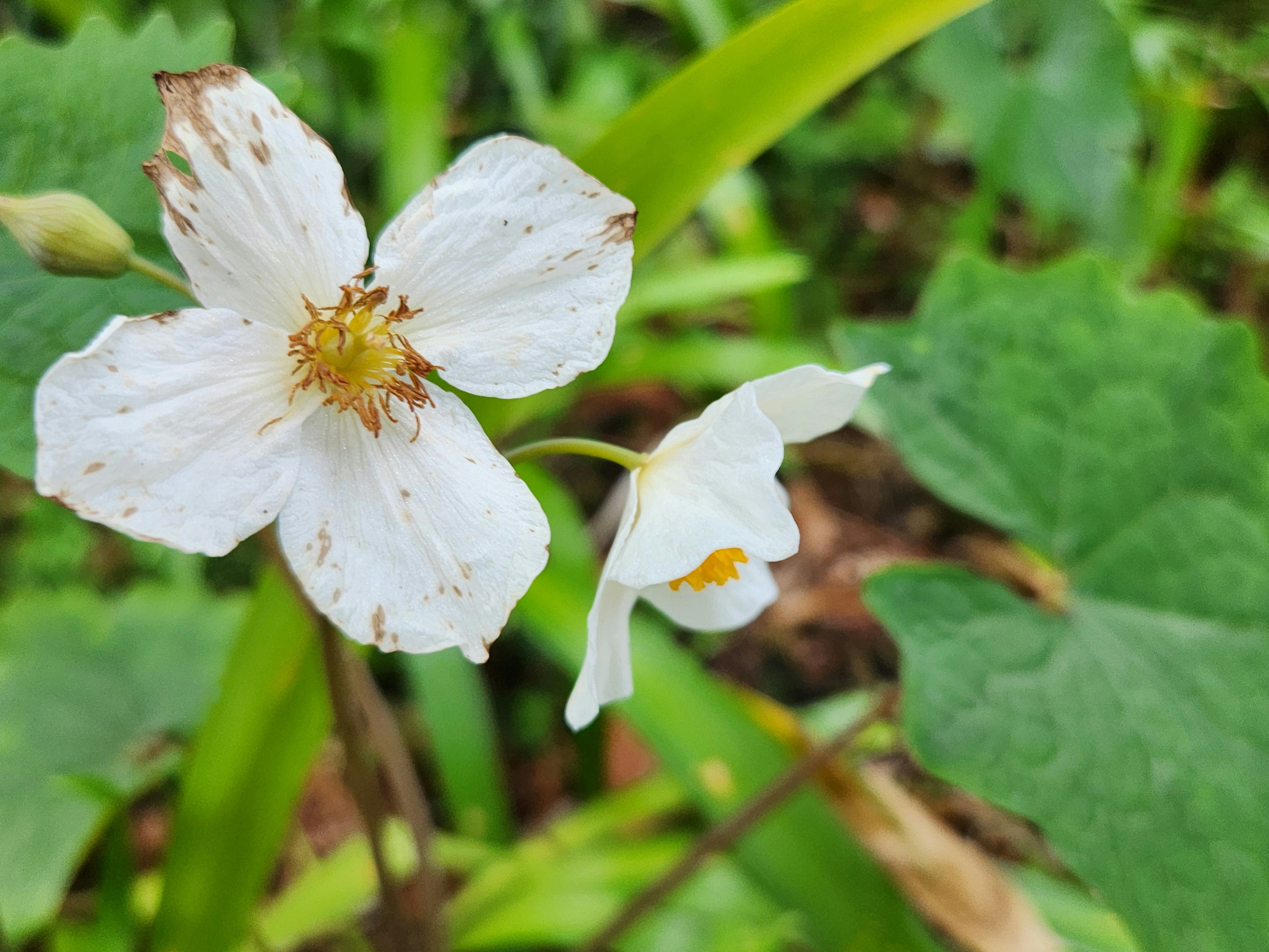 Bunga putih dikelilingi daun hijau di lingkungan alami