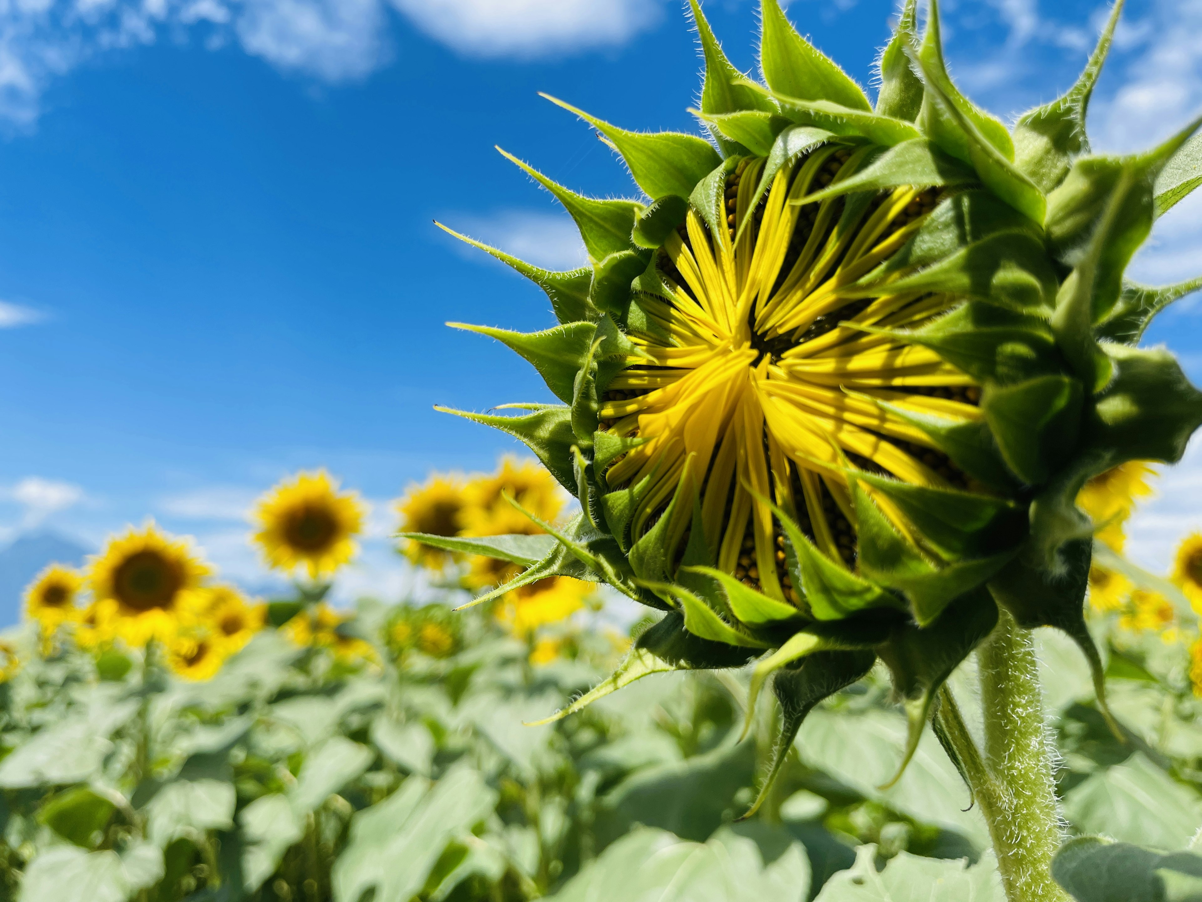 ひまわりのつぼみが青空の下にあり、背景には咲いているひまわりの花が見える