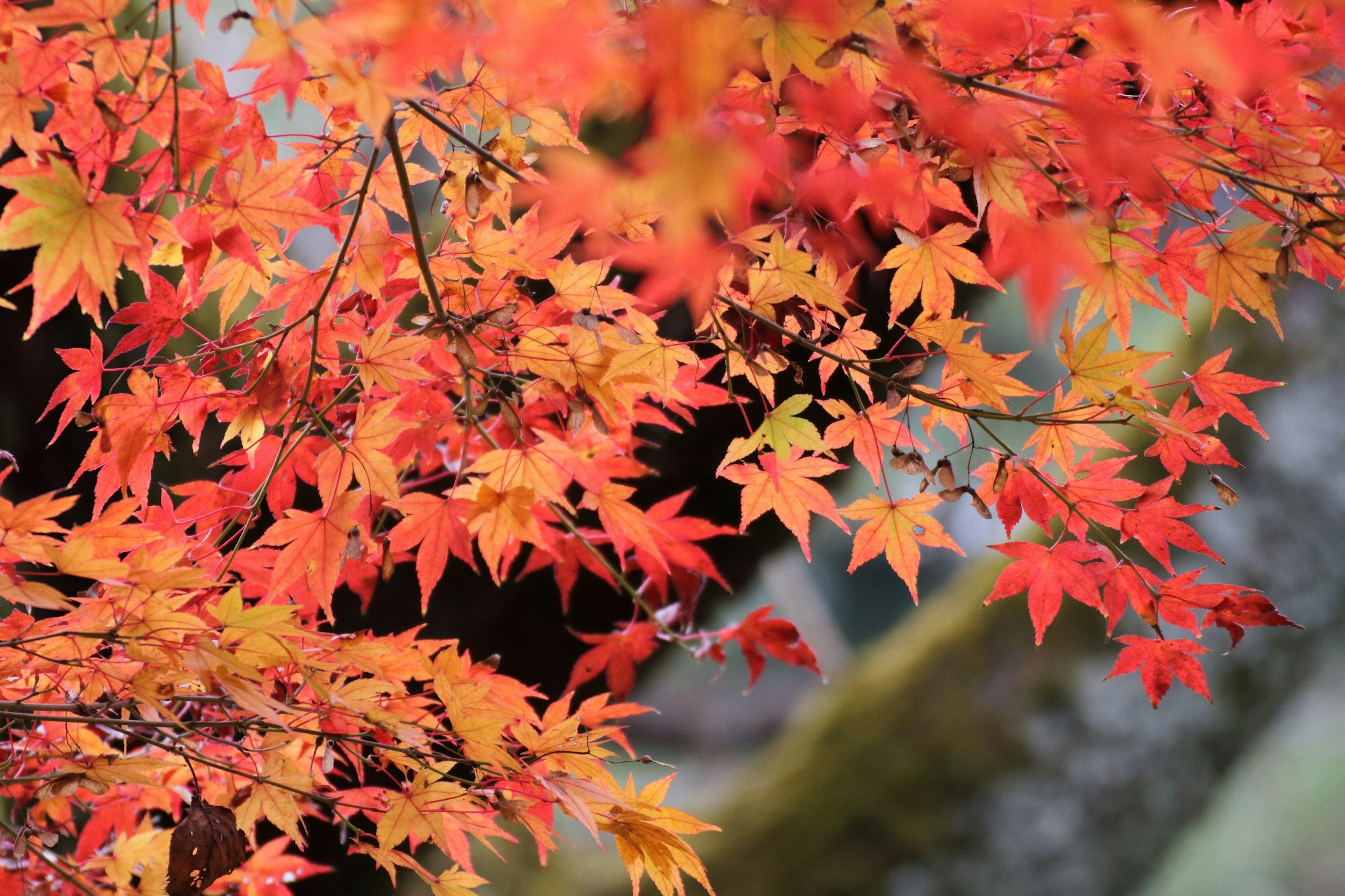 鮮豔的紅色和橙色楓葉在風景中