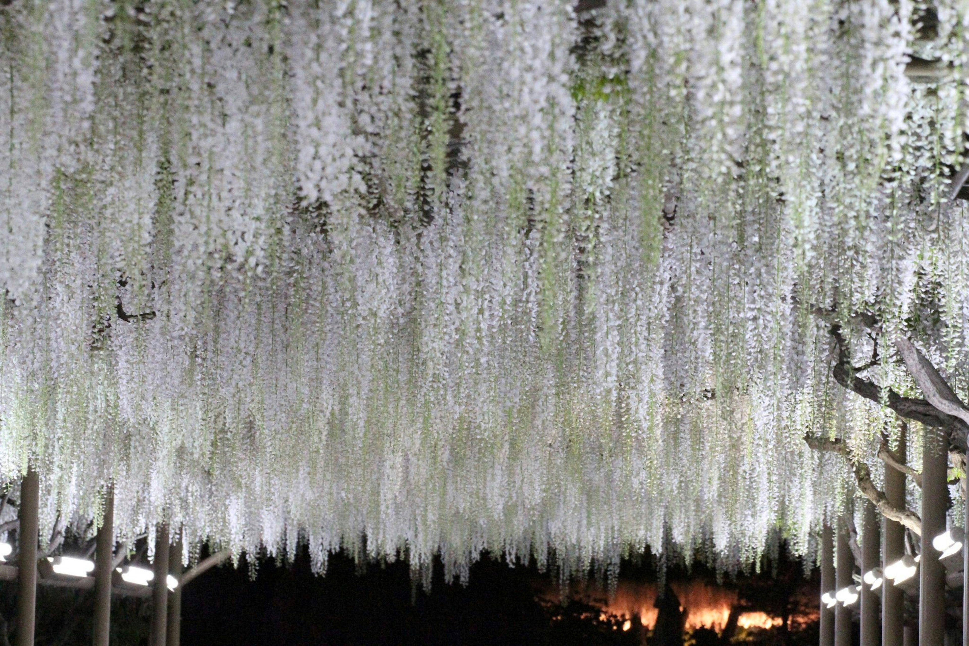 Schöner Tunnel aus hängenden weißen Glyzinienblüten