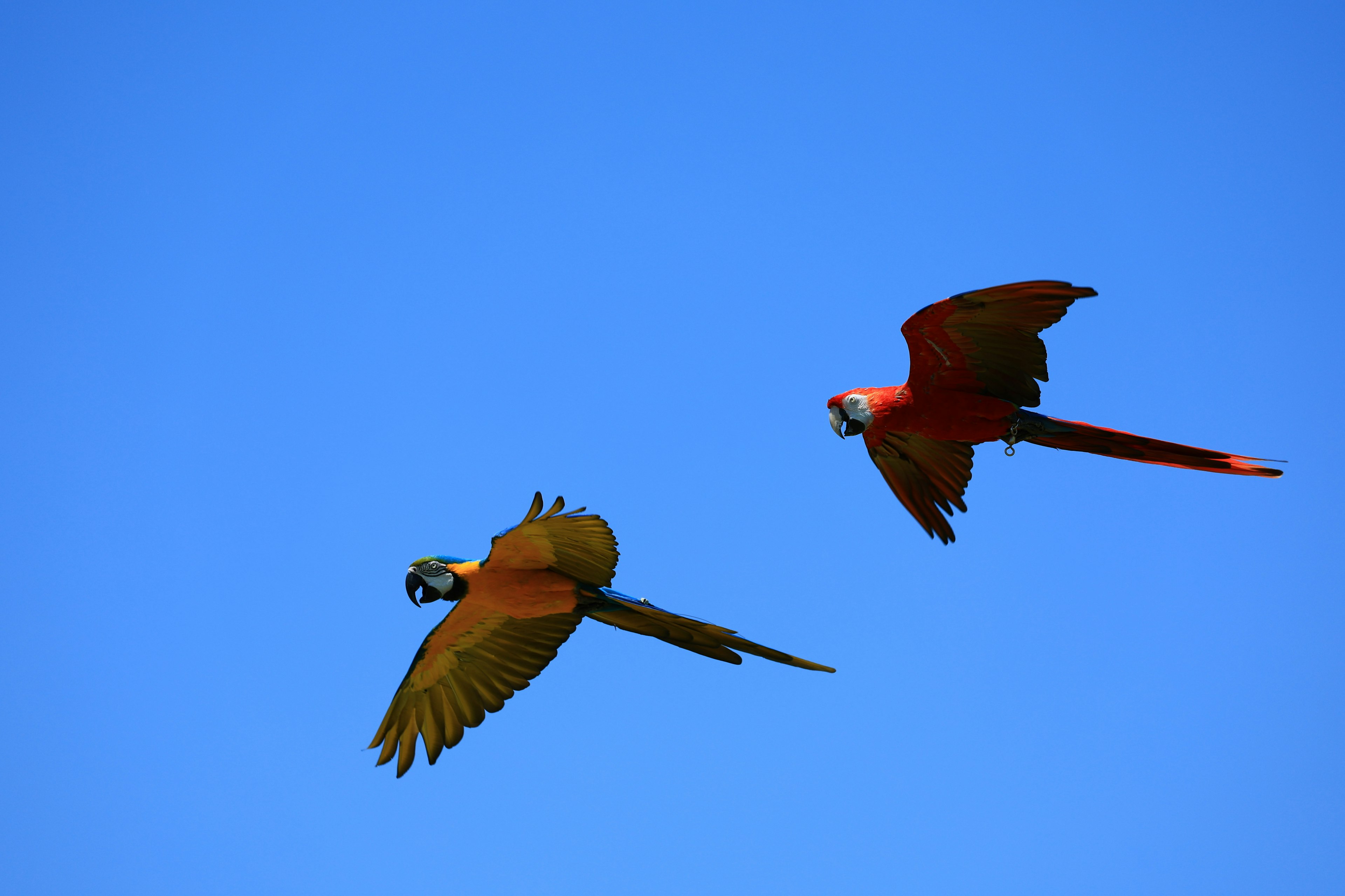 Dos guacamayos coloridos volando contra un cielo azul