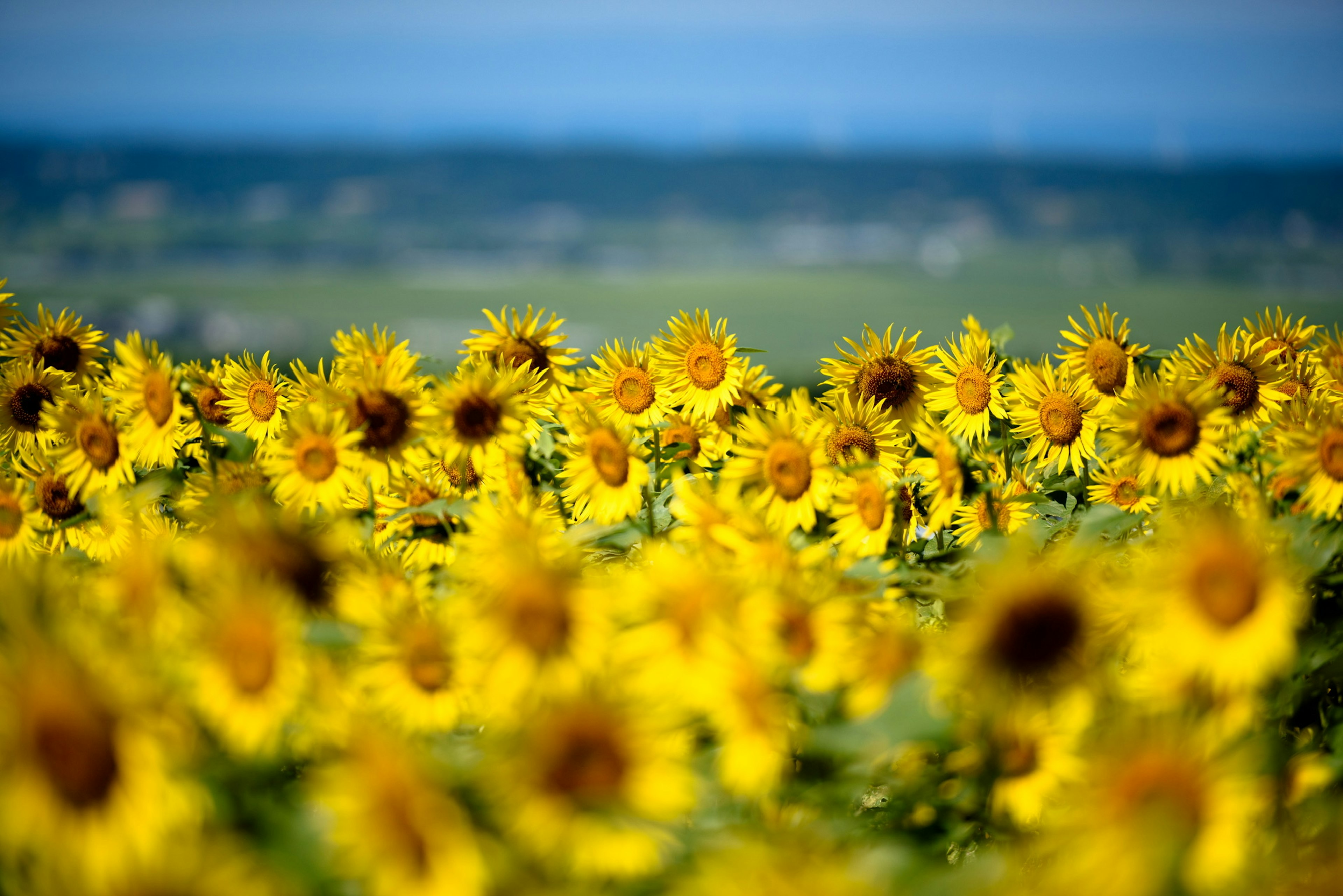 Tournesols jaunes vibrants dans un champ étendu