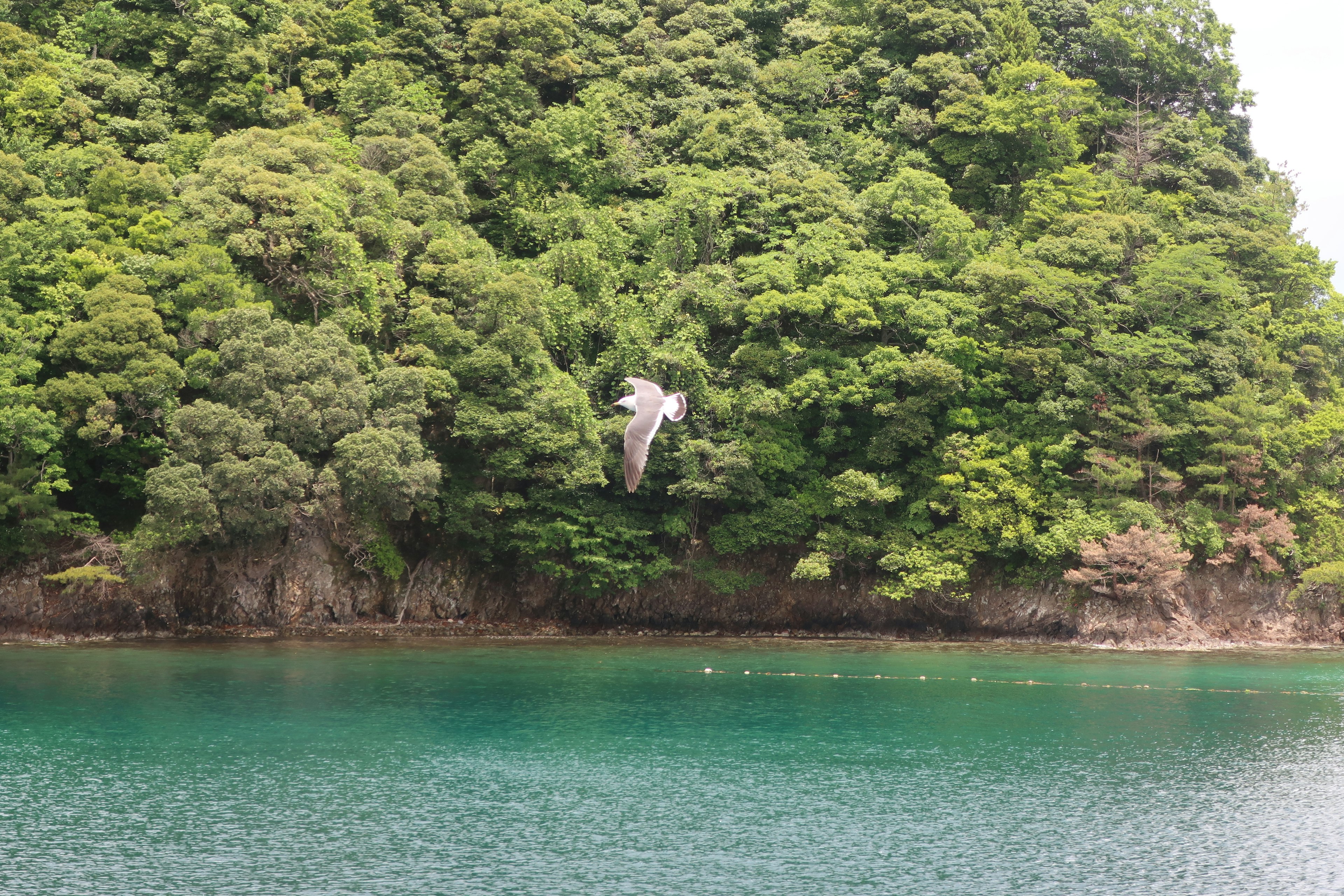 A bird flying over a tranquil water body surrounded by lush green trees