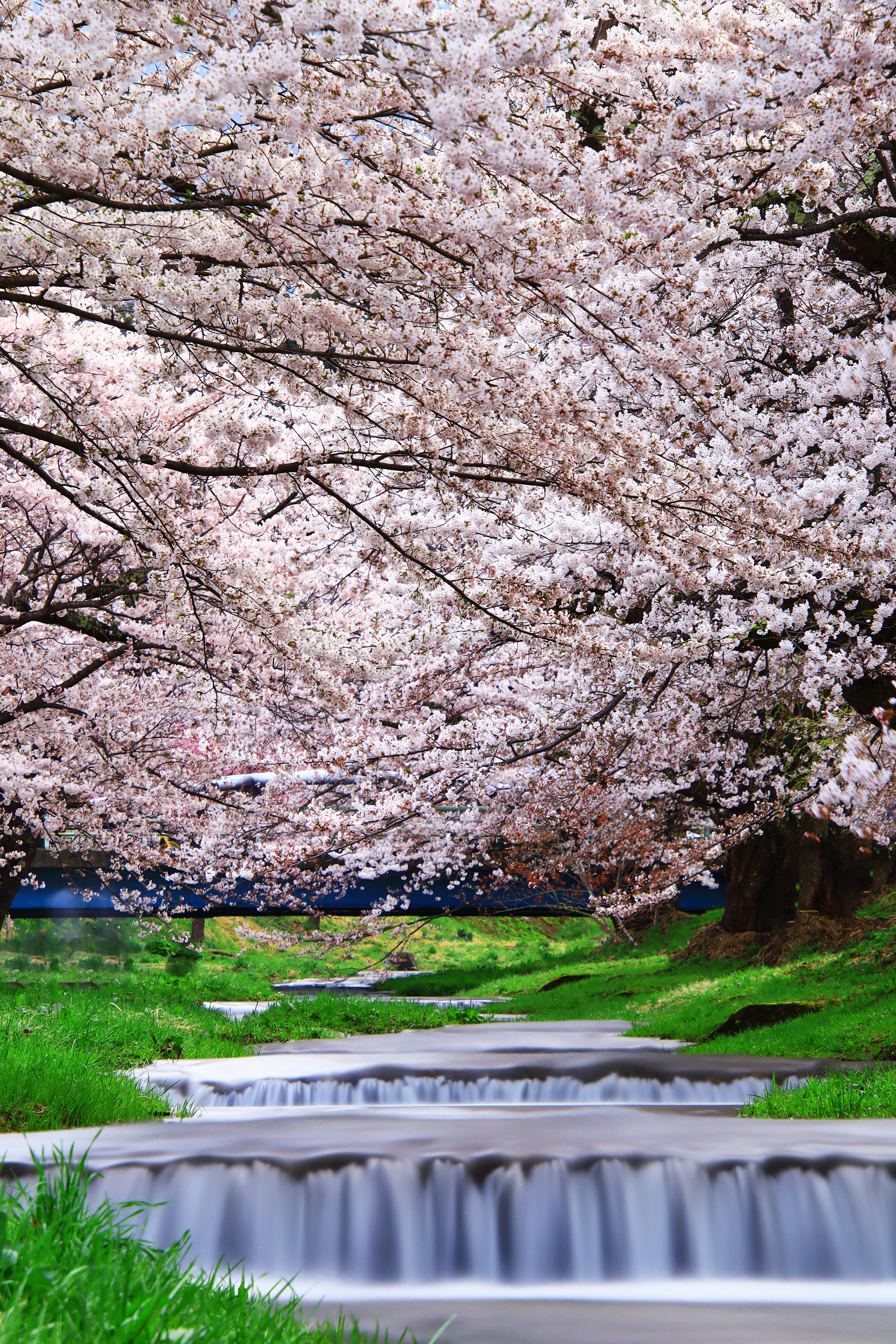 Pemandangan indah dengan pohon sakura dan aliran sungai