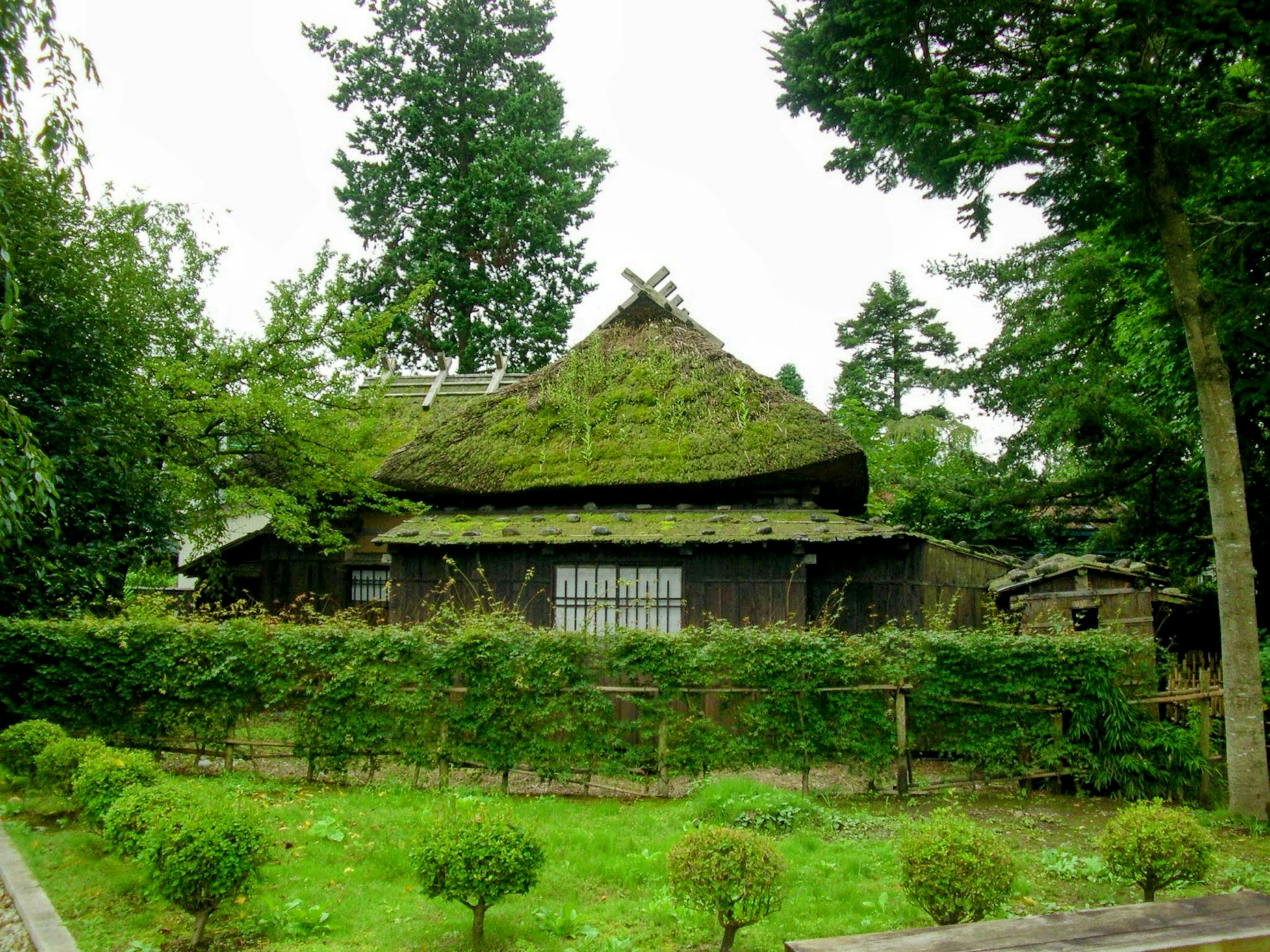 Rumah tradisional Jepang dengan atap jerami dan taman yang rimbun