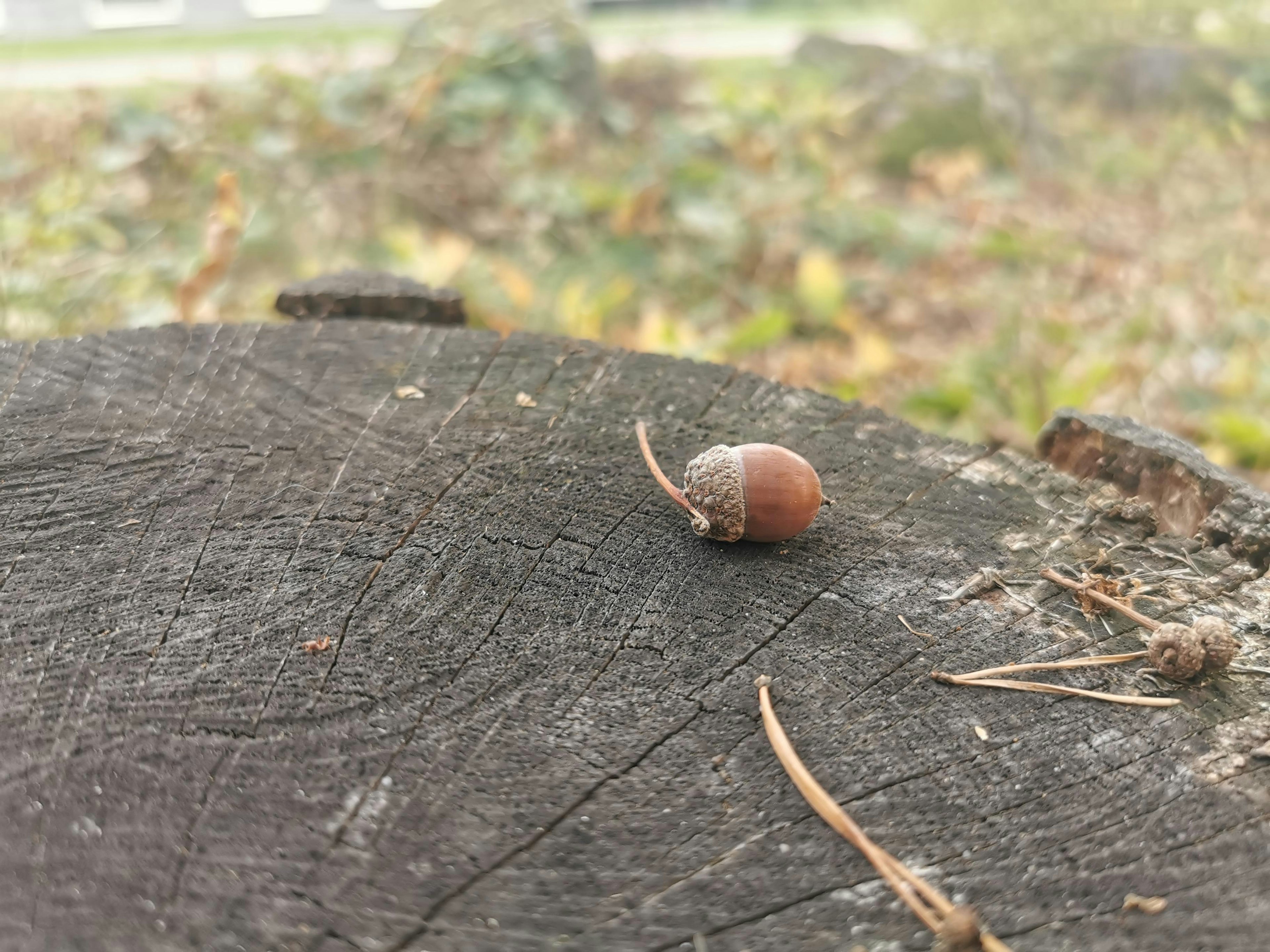 Una pequeña bellota y una aguja de pino sobre un tocón de árbol