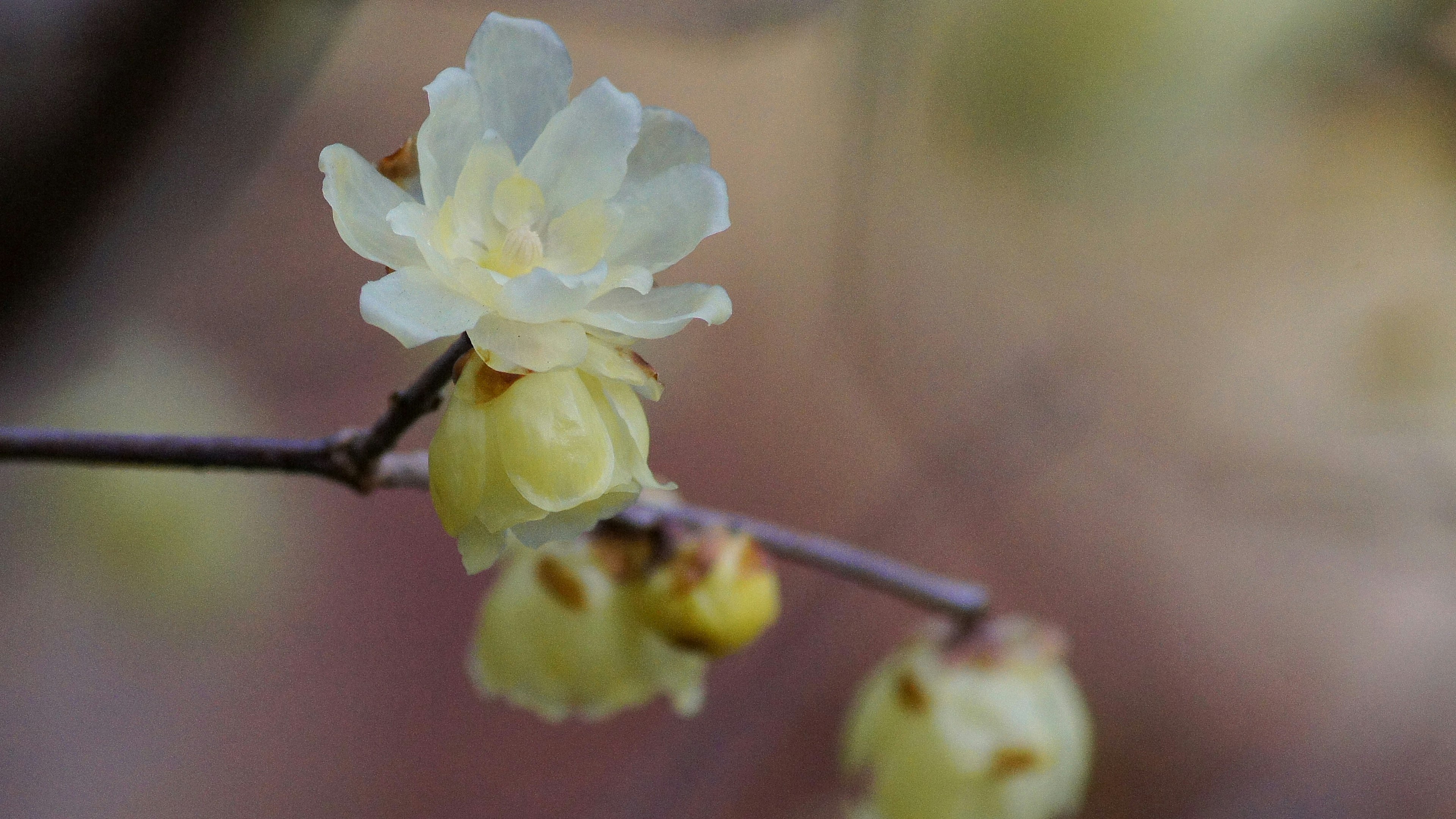 淡い黄色の花々が咲く枝のクローズアップ