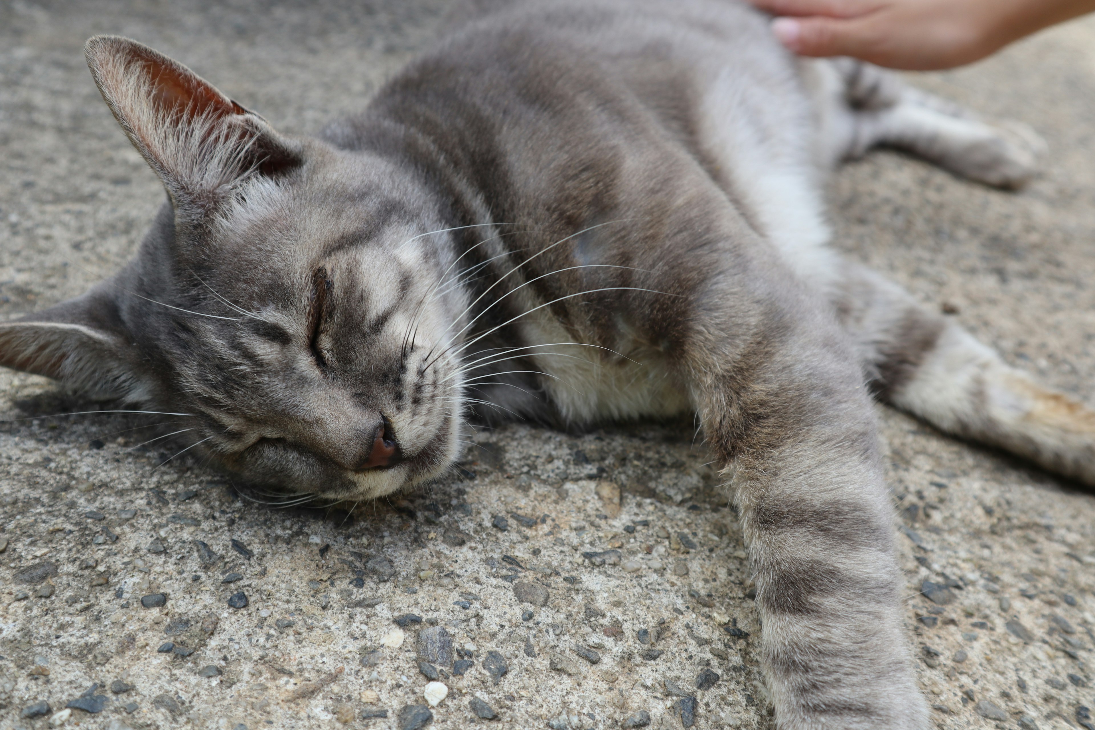 Graue Katze liegt auf dem Boden mit geschlossenen Augen