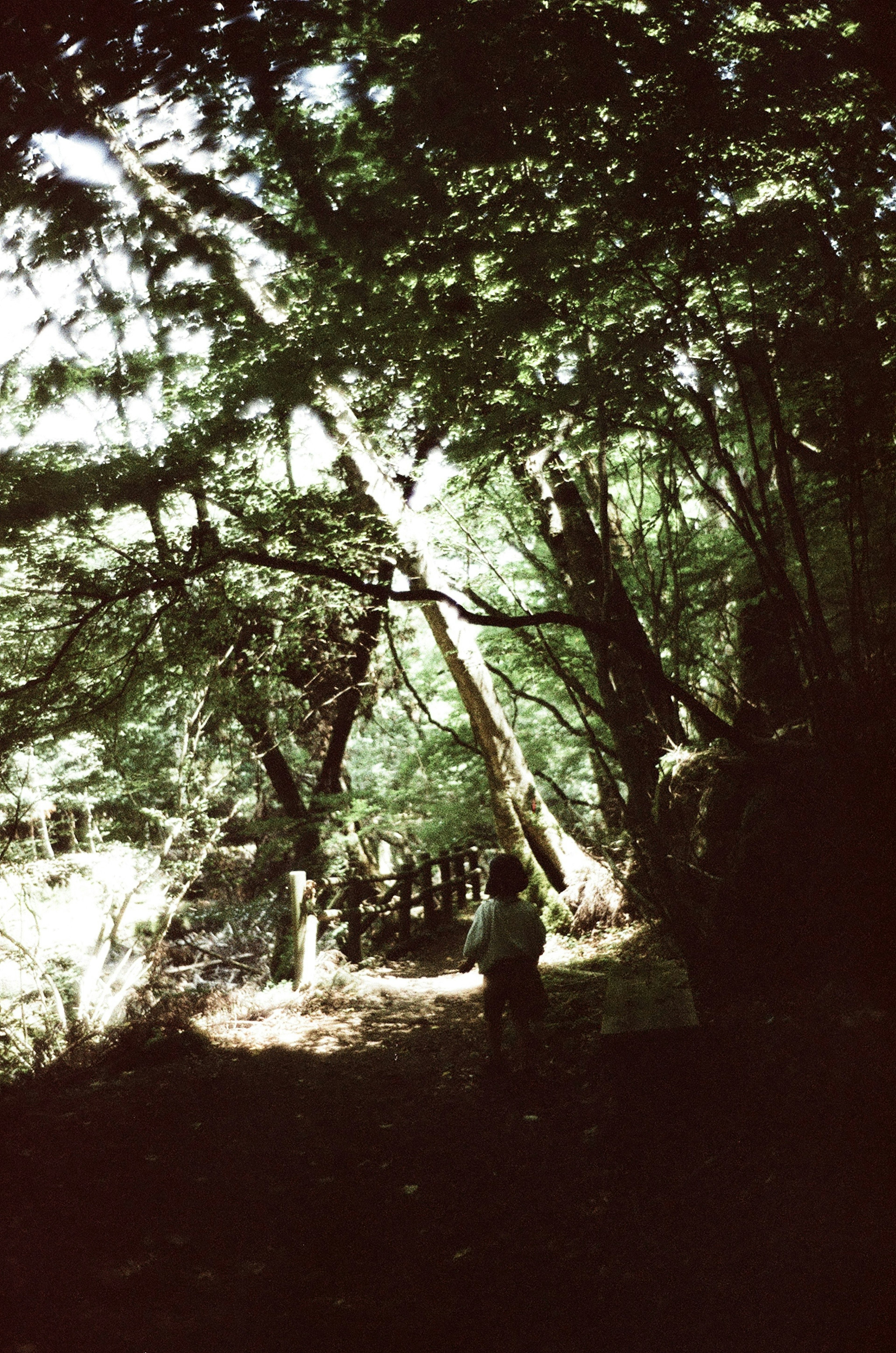 Silhouette d'une personne marchant sur un chemin entouré d'arbres et de feuilles vertes