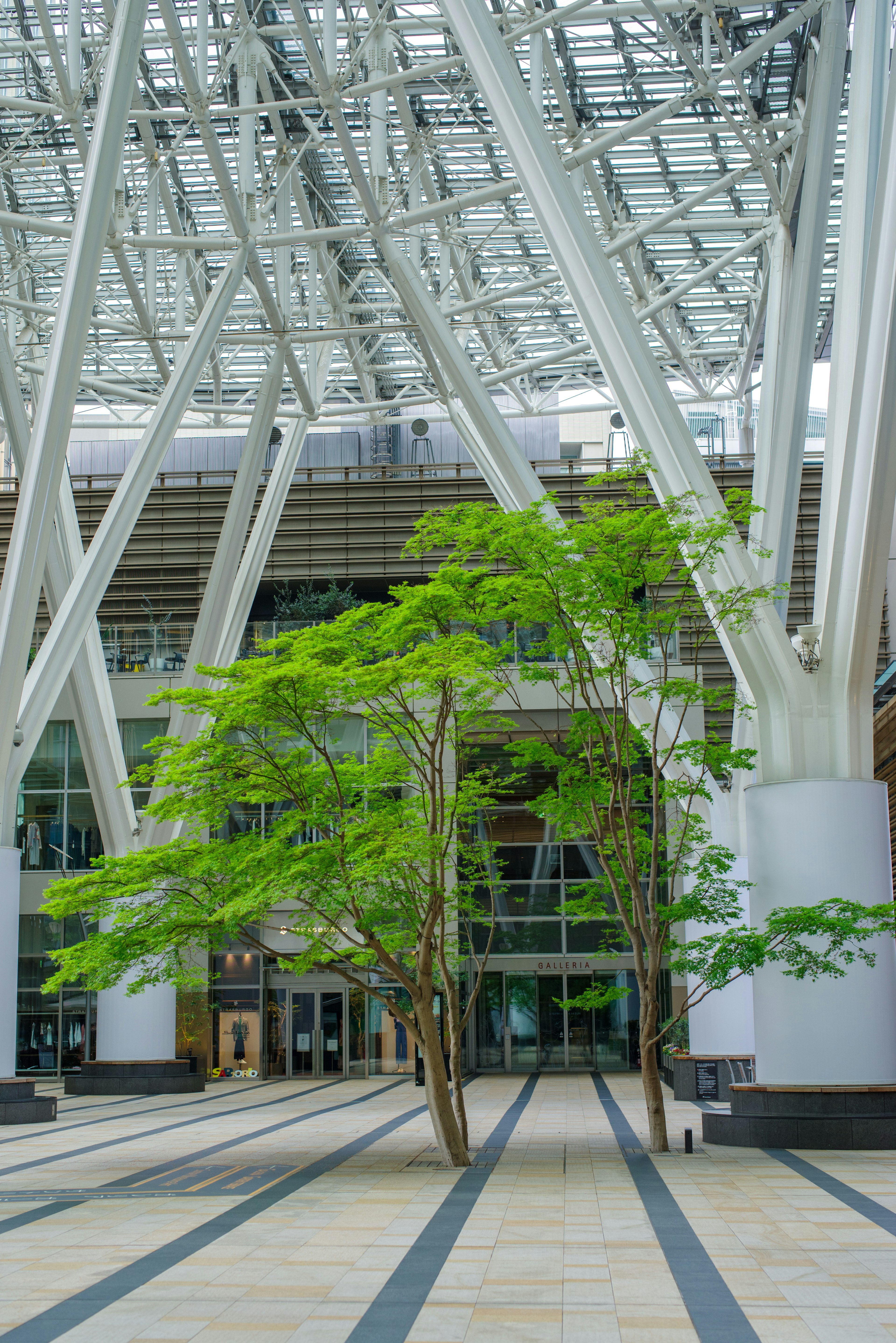 Albero verde all'interno di un edificio moderno con un tetto in vetro