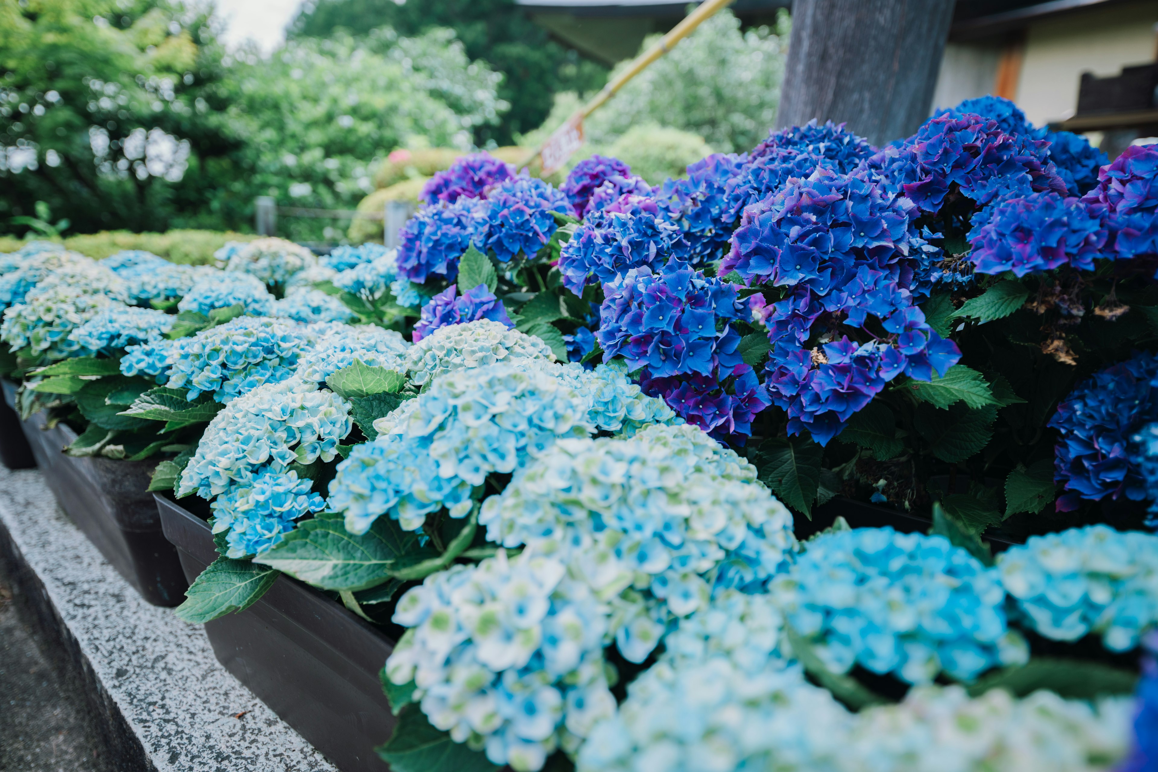 Schöne Gartenszene mit blauen und lila Hortensien