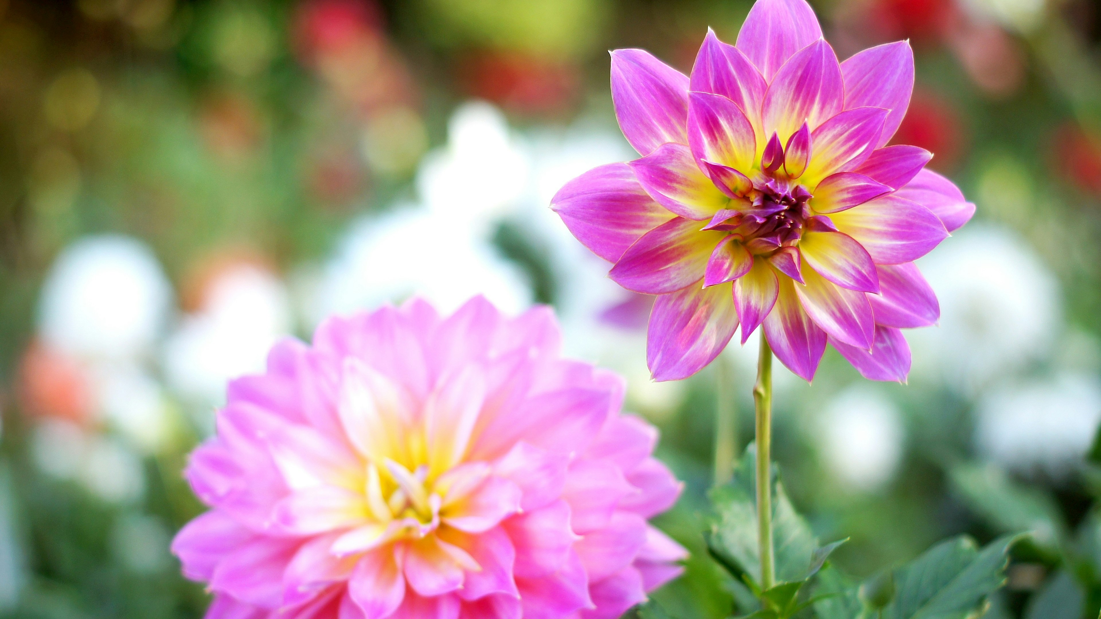 Flores de dalia rosa y púrpura vibrantes floreciendo en un jardín