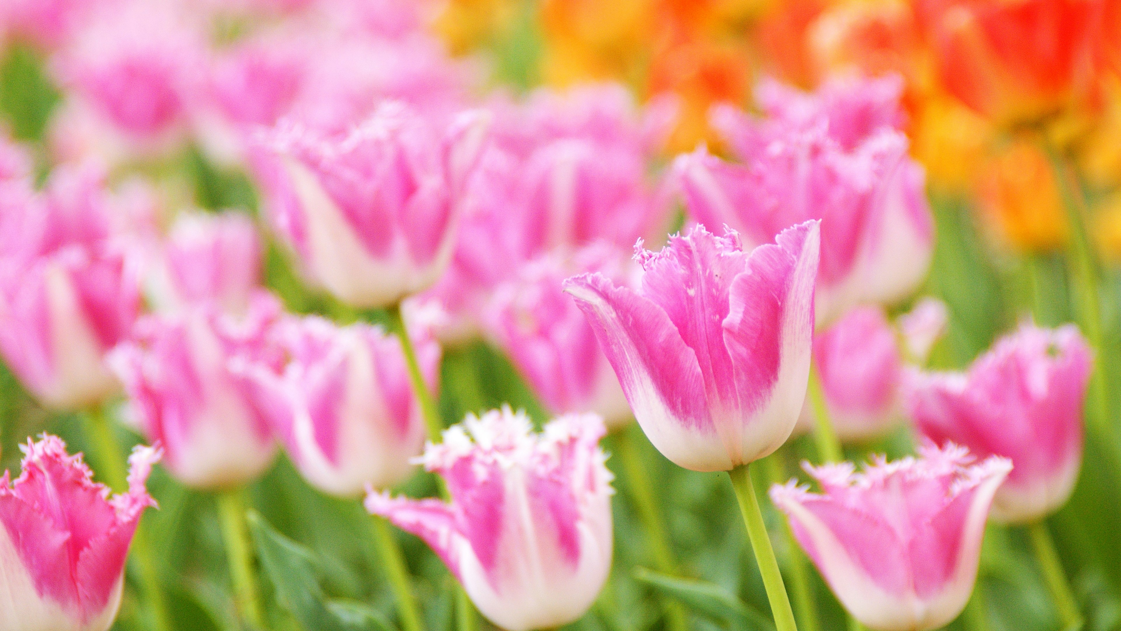 A vibrant field of pink and orange tulips blooming