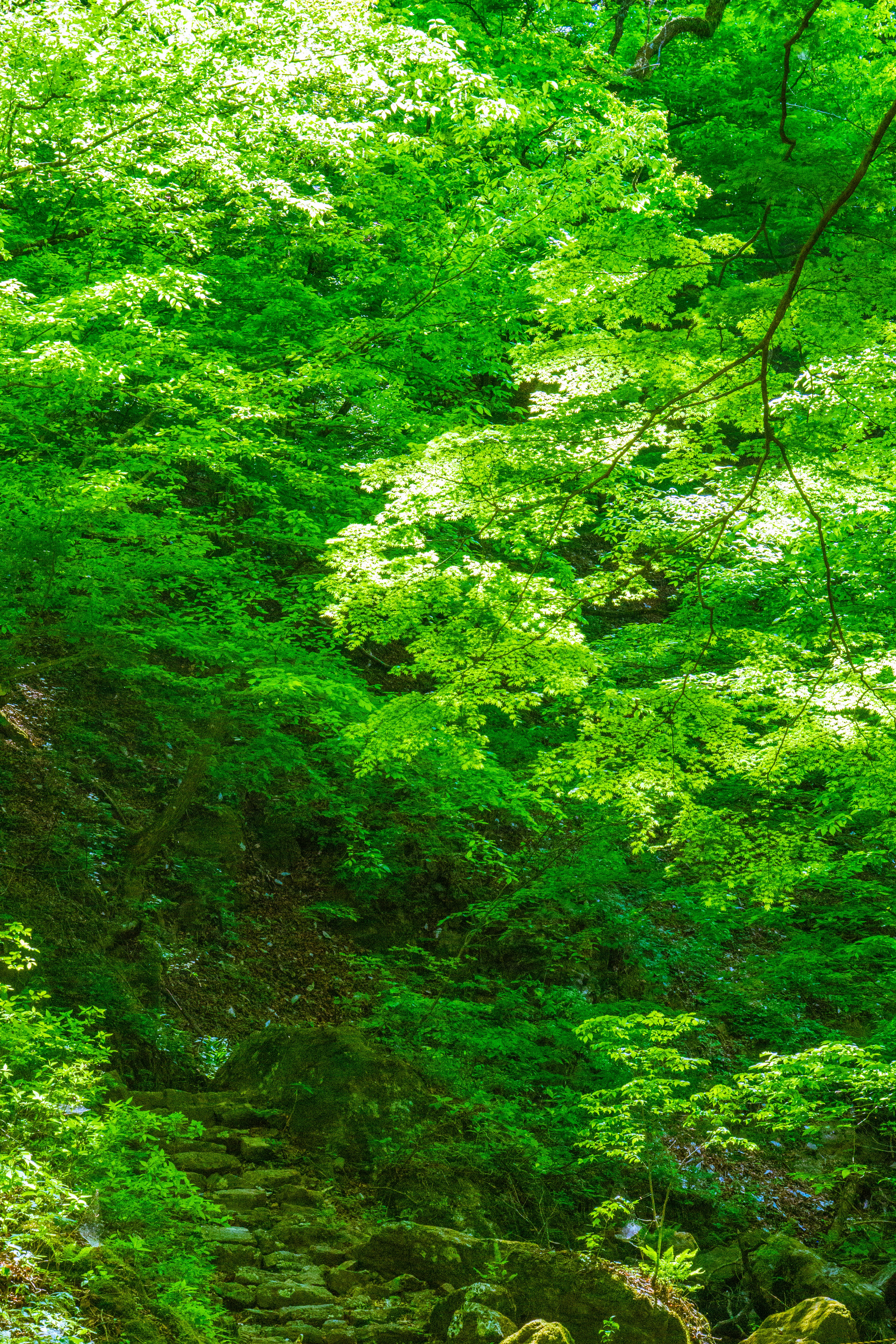 Lush greenery with vibrant leaves in a natural setting