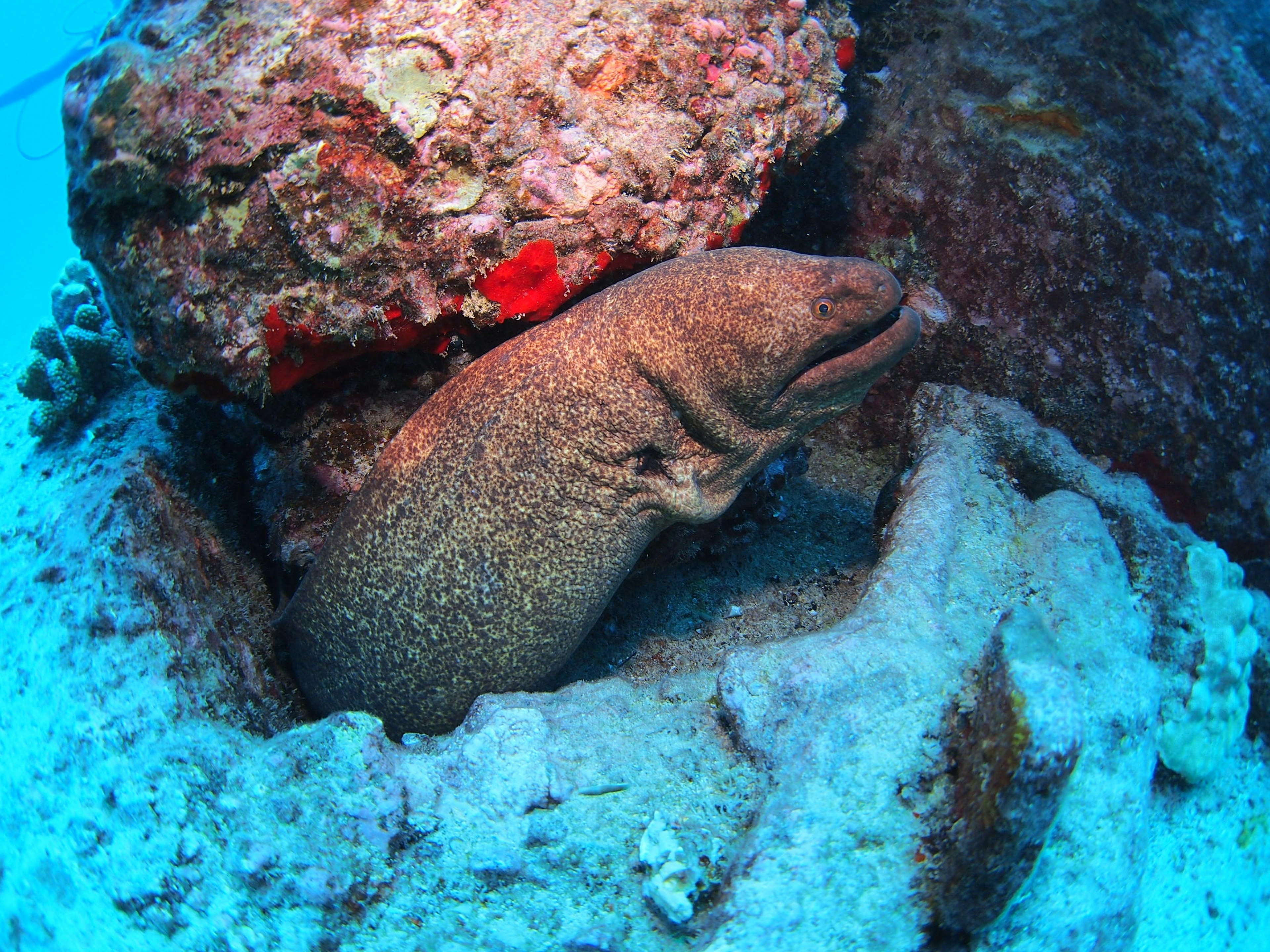 Imagen de una anguila morena acurrucada entre rocas bajo el agua