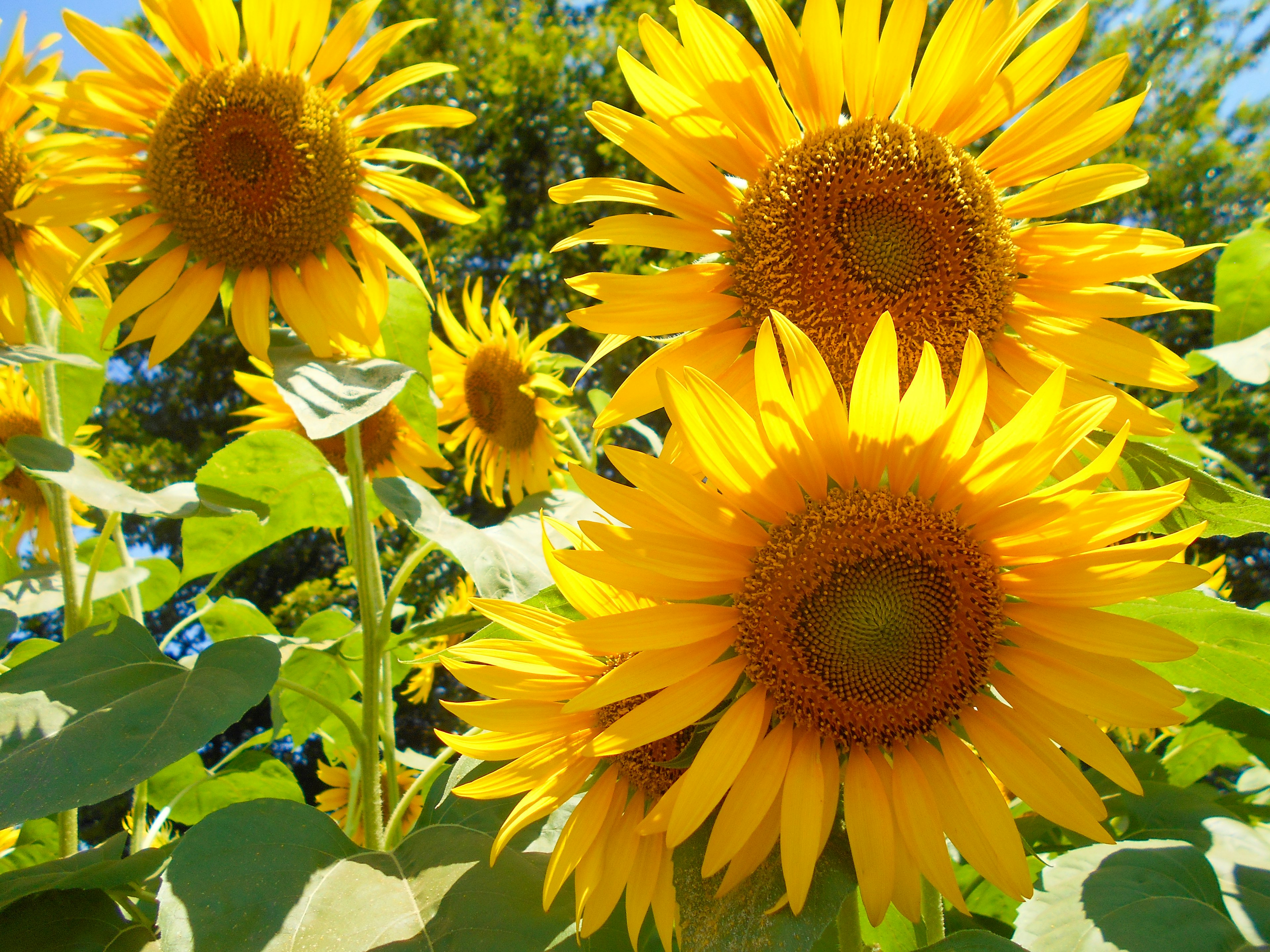 Tournesols vibrants en fleurs dans un jardin