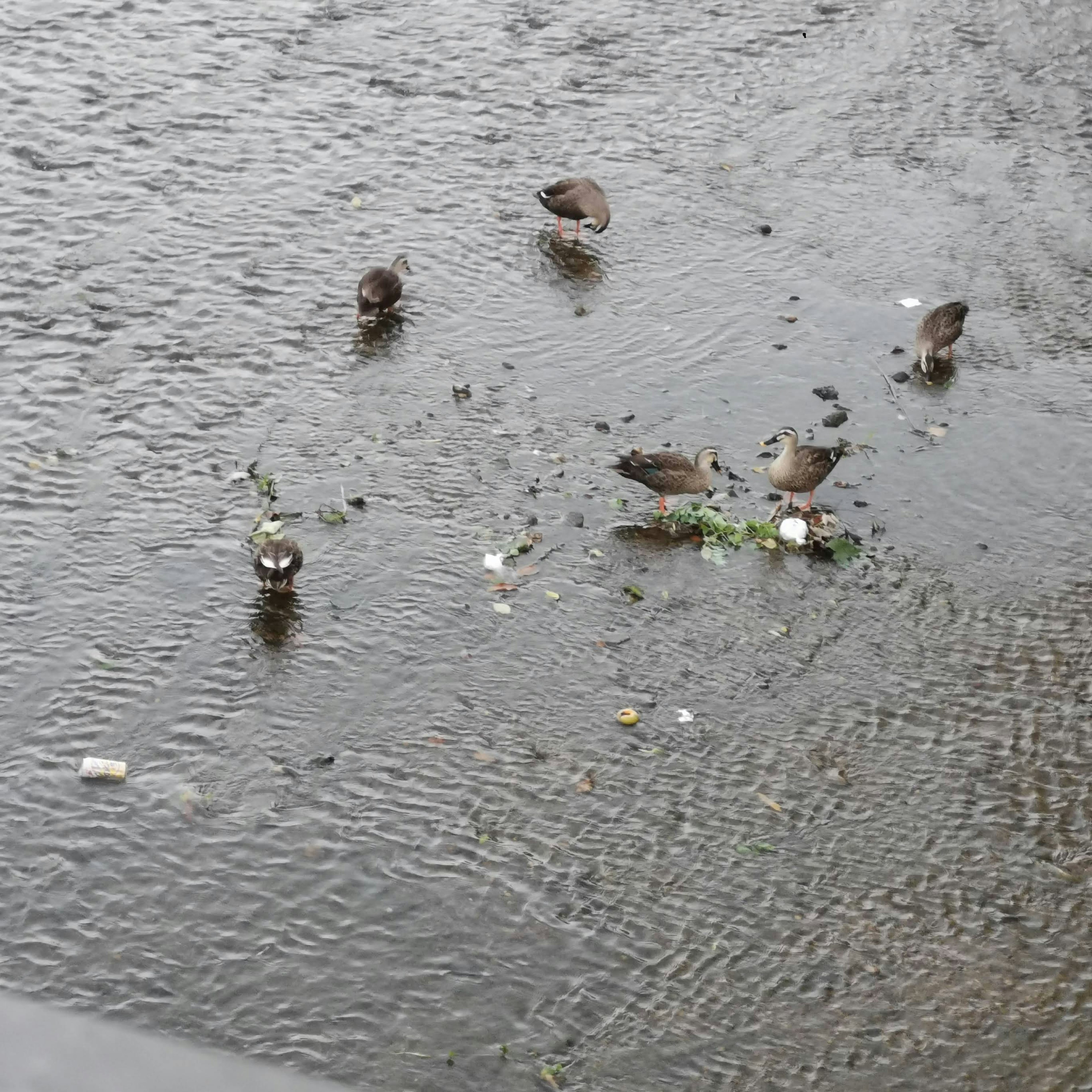 Ducks foraging in a polluted river with floating debris