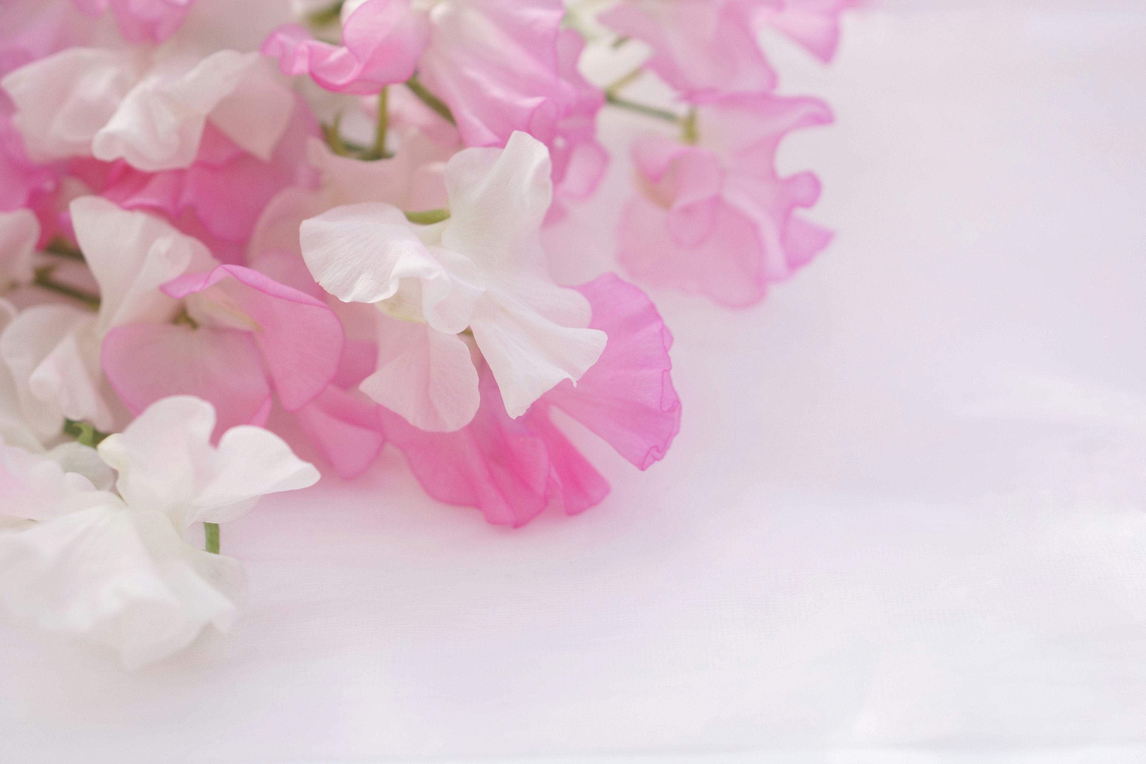 Flores de guisante dulce en blanco y rosa dispuestas sobre un fondo suave