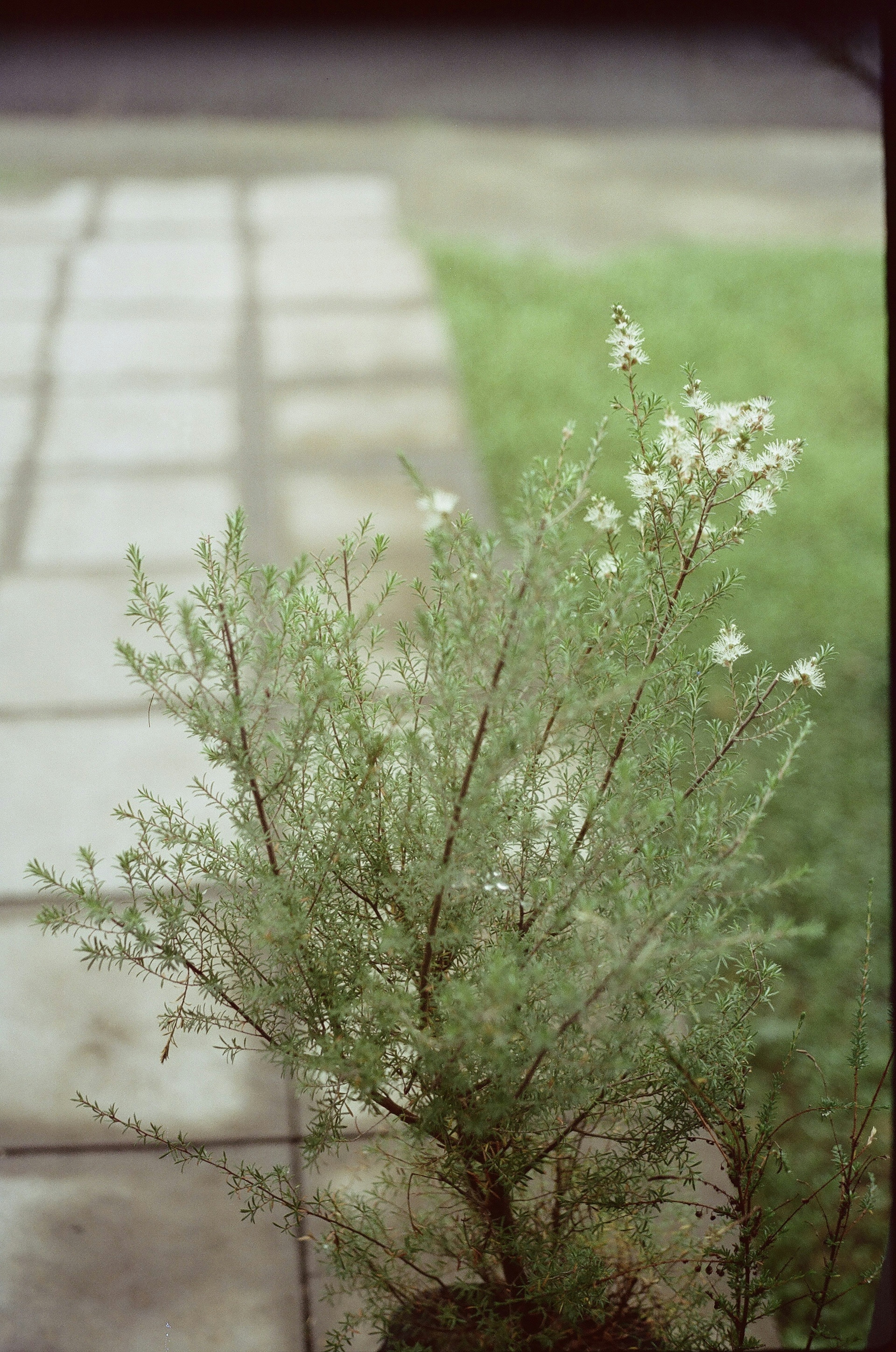 緑の草地と石の道の近くに咲く白い花を持つ植物