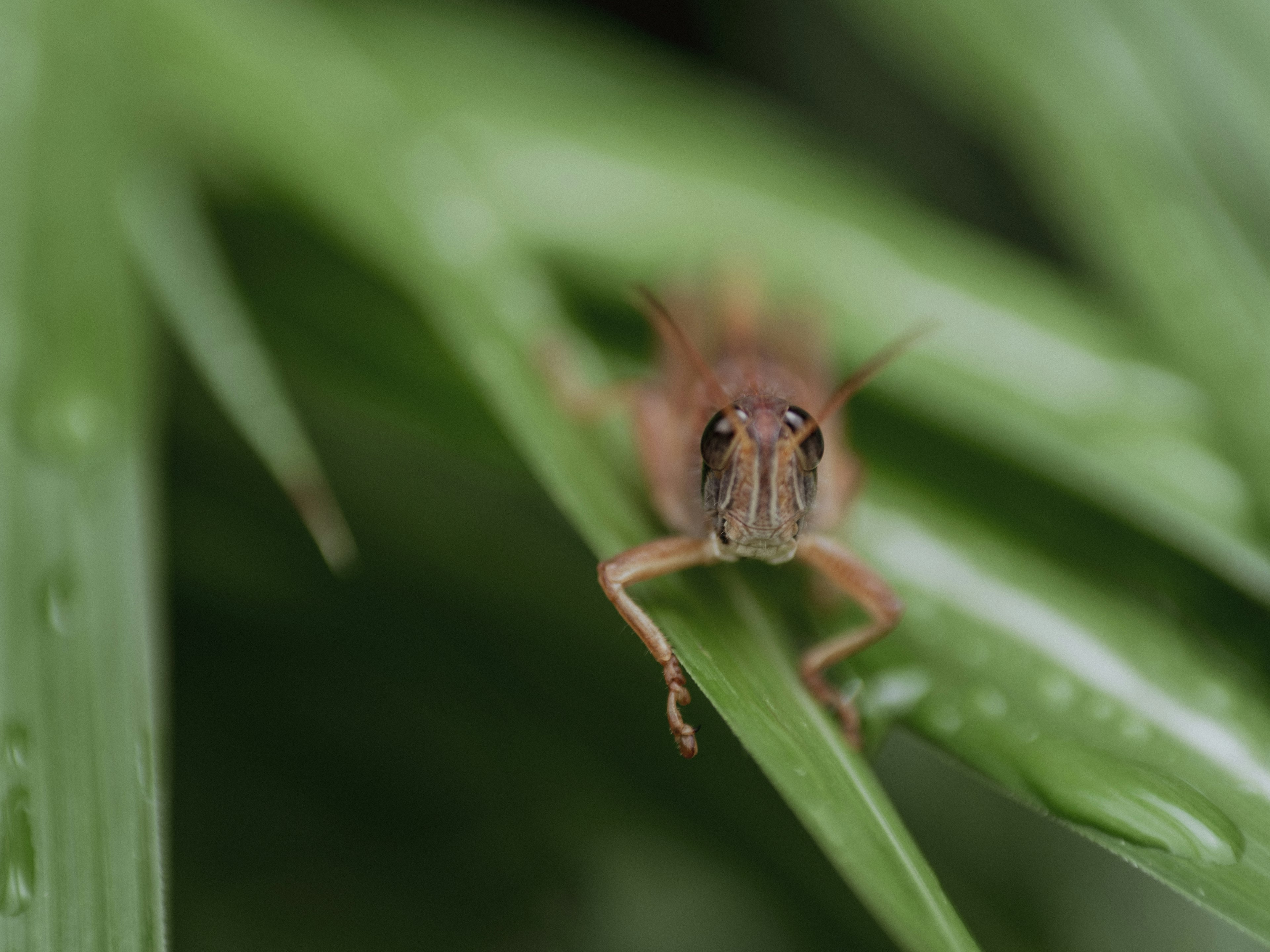 Close-up of an insect sitting on green leaves