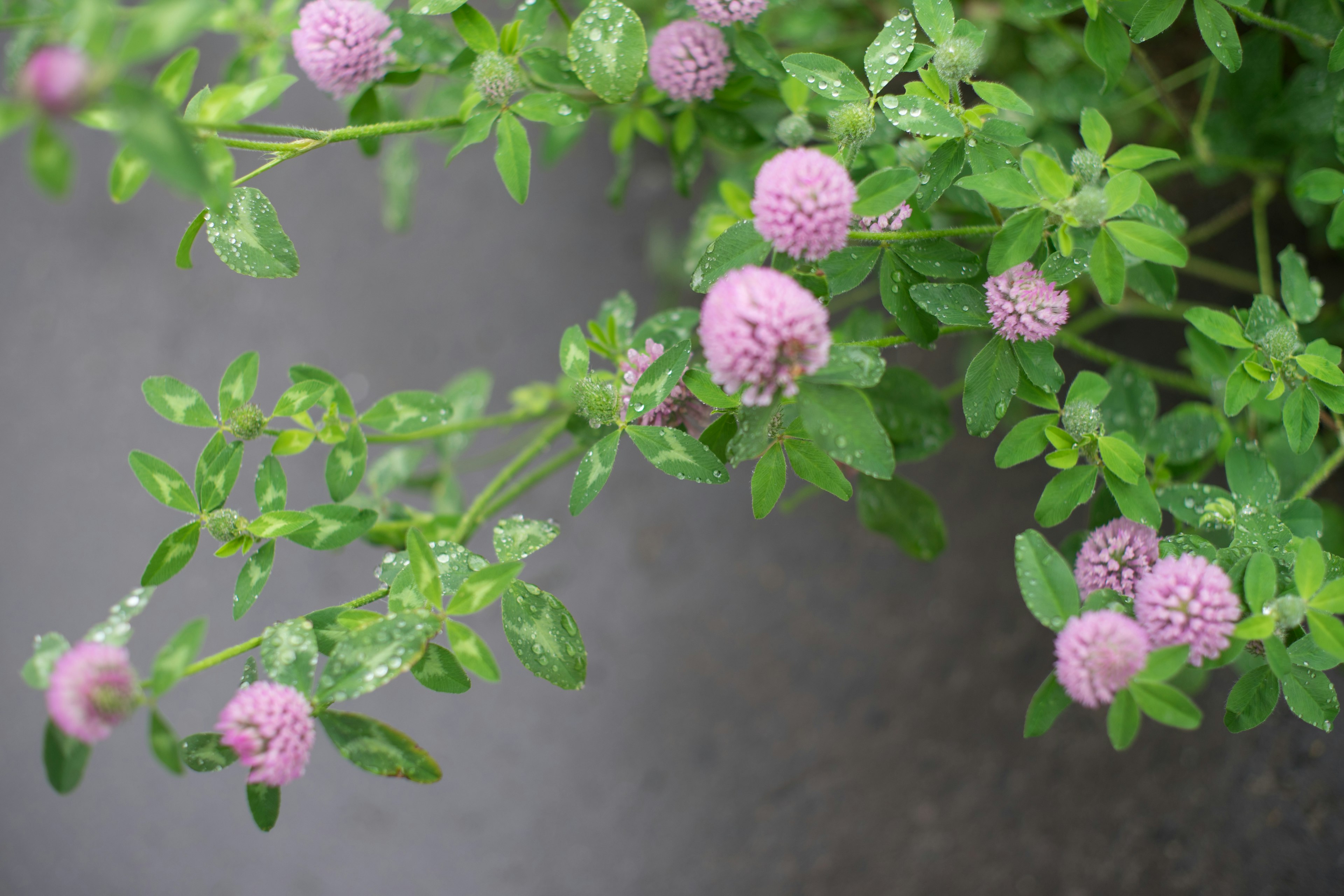 特写绿色叶子和紫色圆花的植物