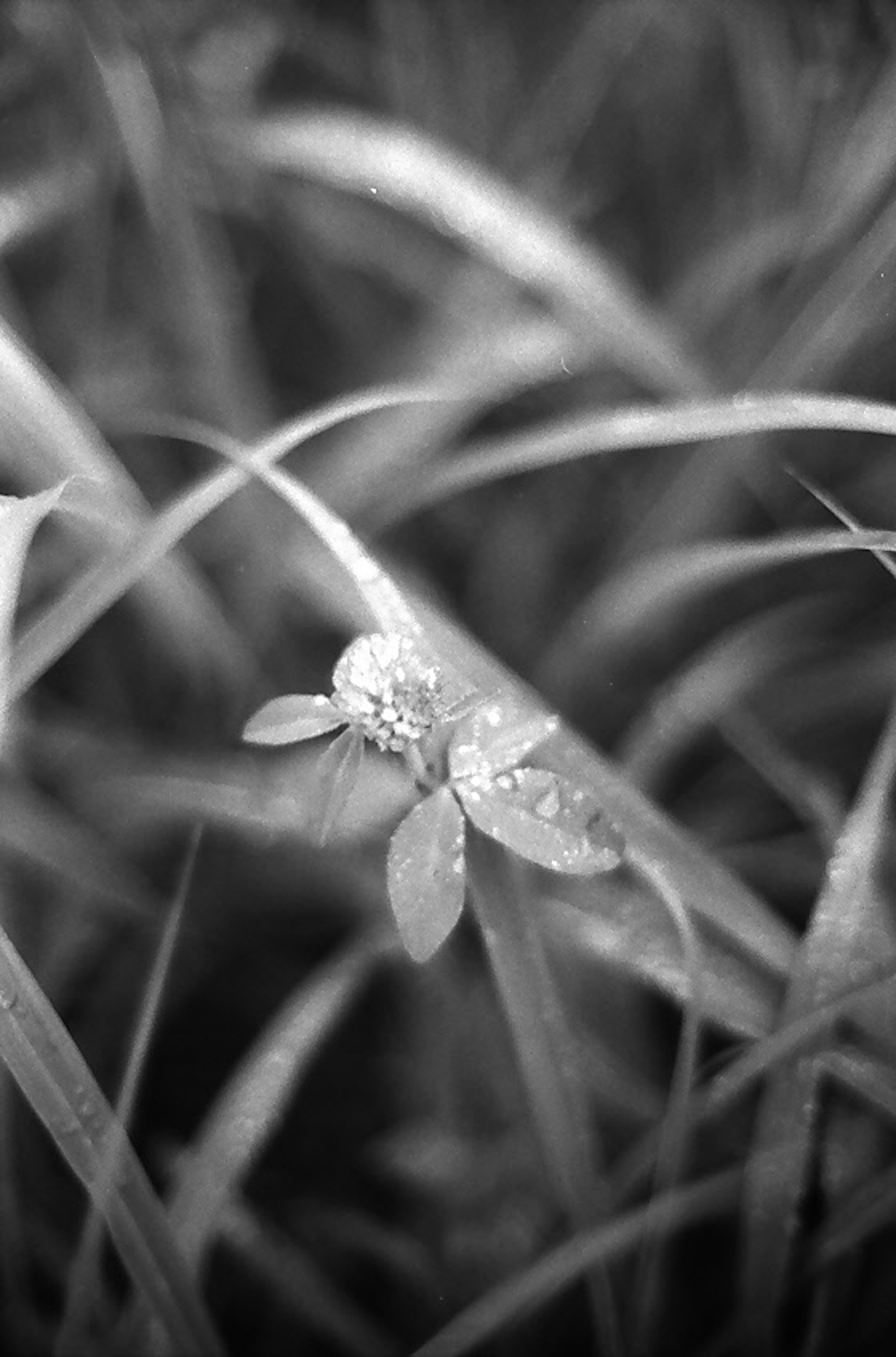 Eine kleine Blume und Blätter blühen zwischen schwarzem und weißem Gras