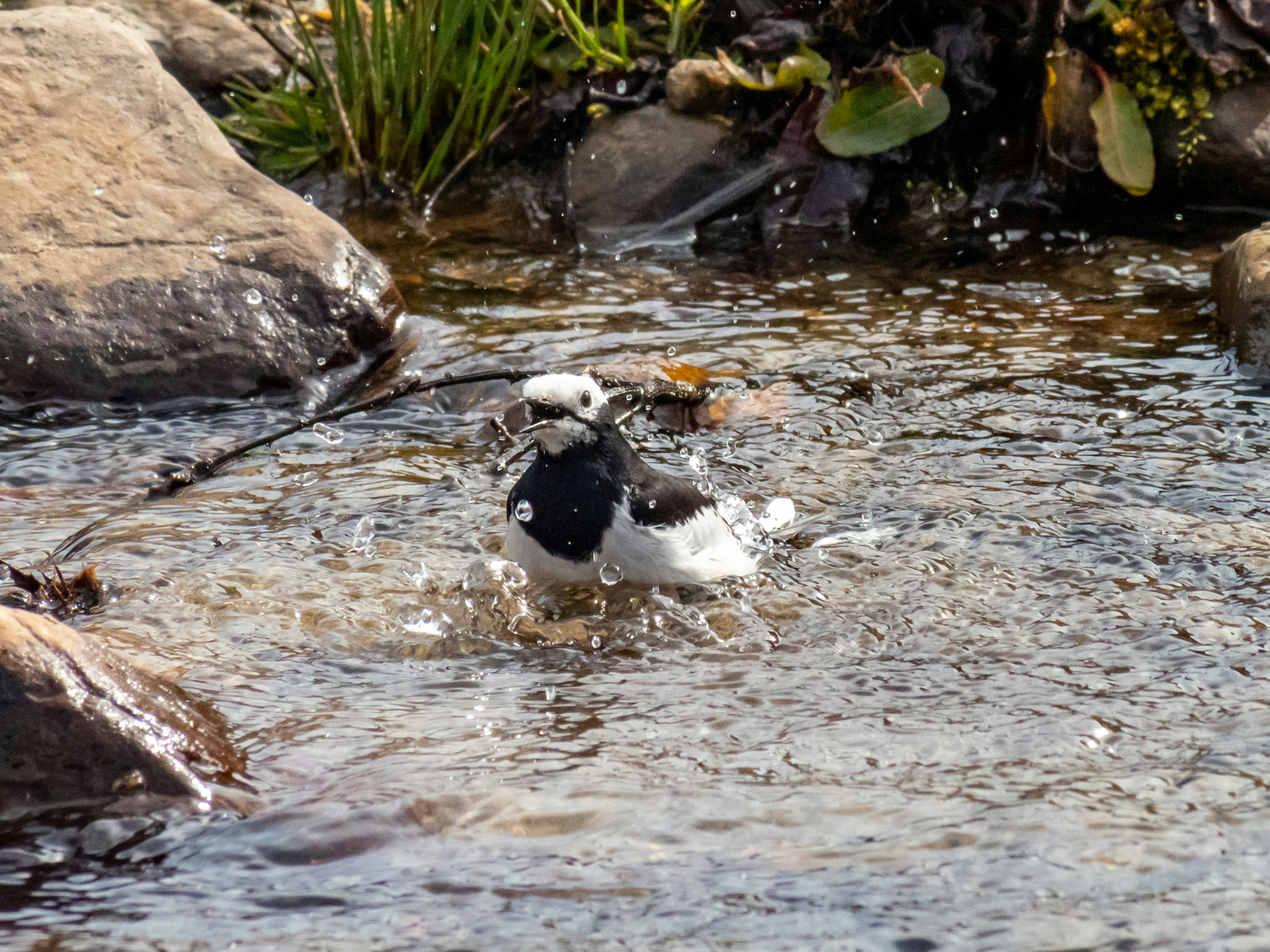 Un uccello bianco e nero che gioca nell'acqua