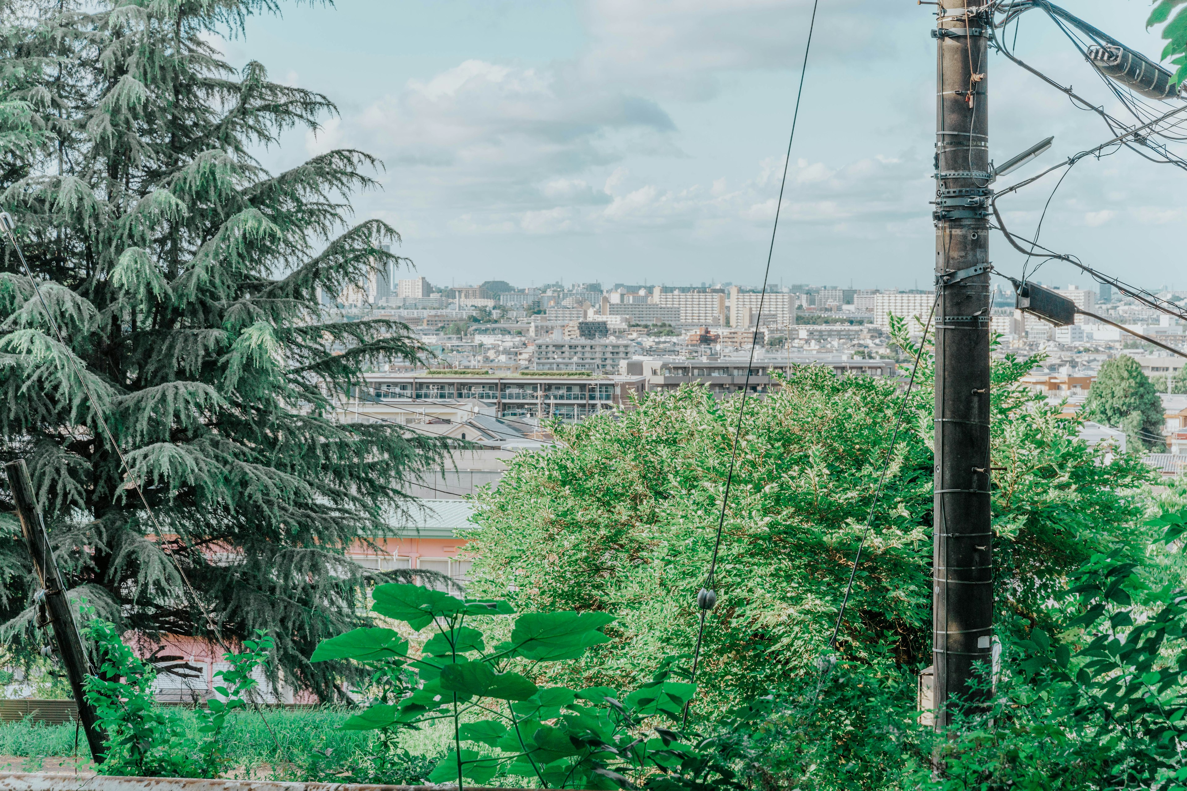 Paesaggio urbano con vegetazione lussureggiante e pali elettrici