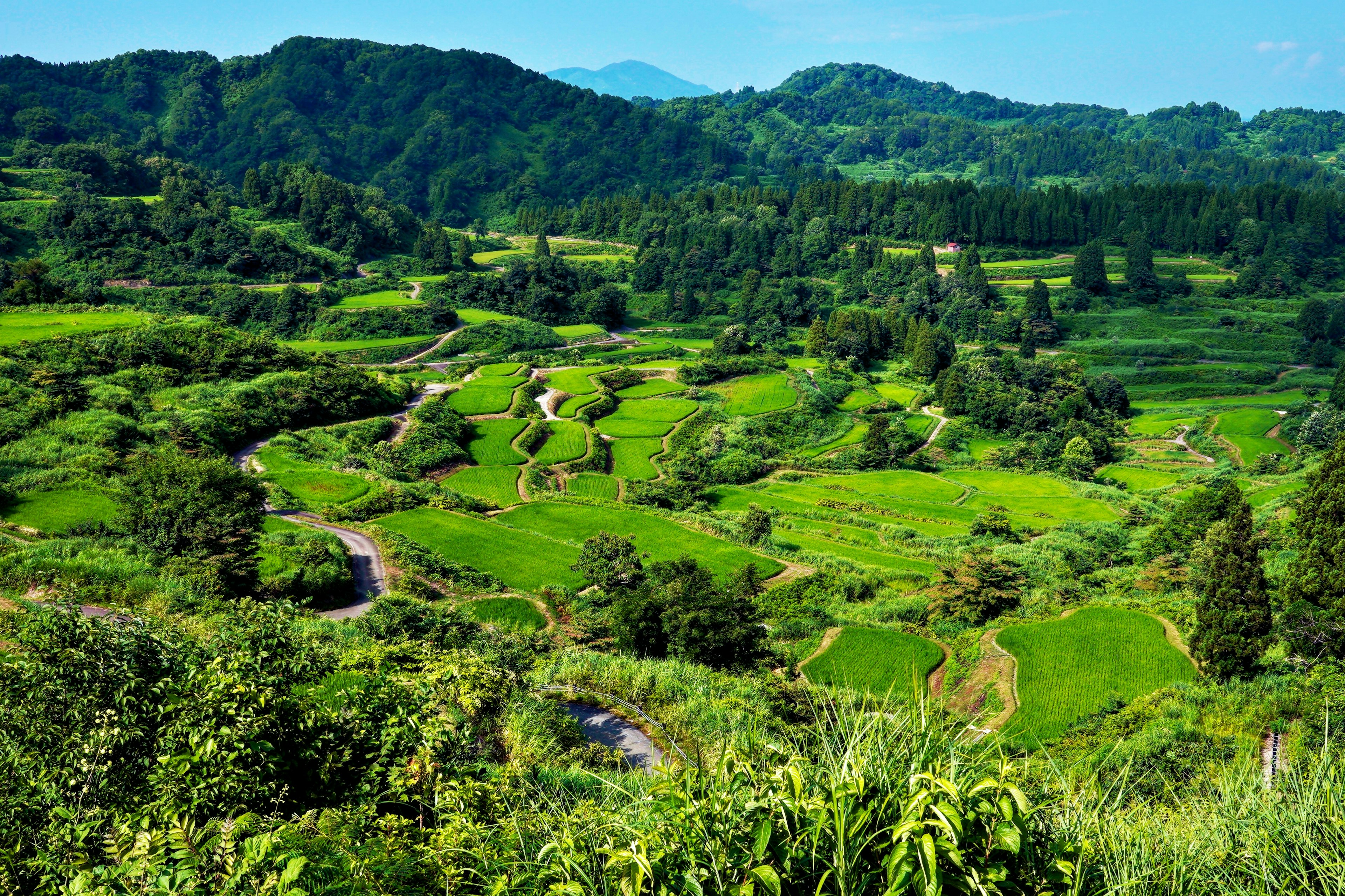 山地風景中的郁郁蔥蔥的梯田