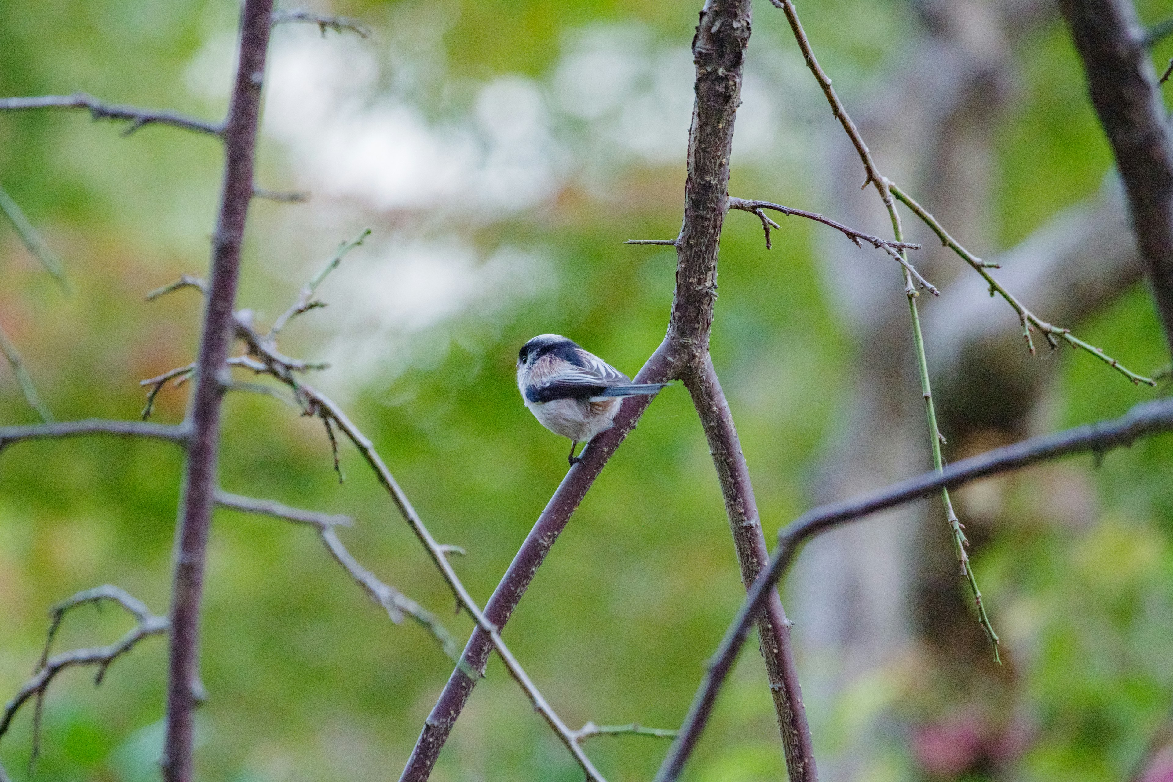 Un petit oiseau perché parmi les branches avec un fond vert frappant