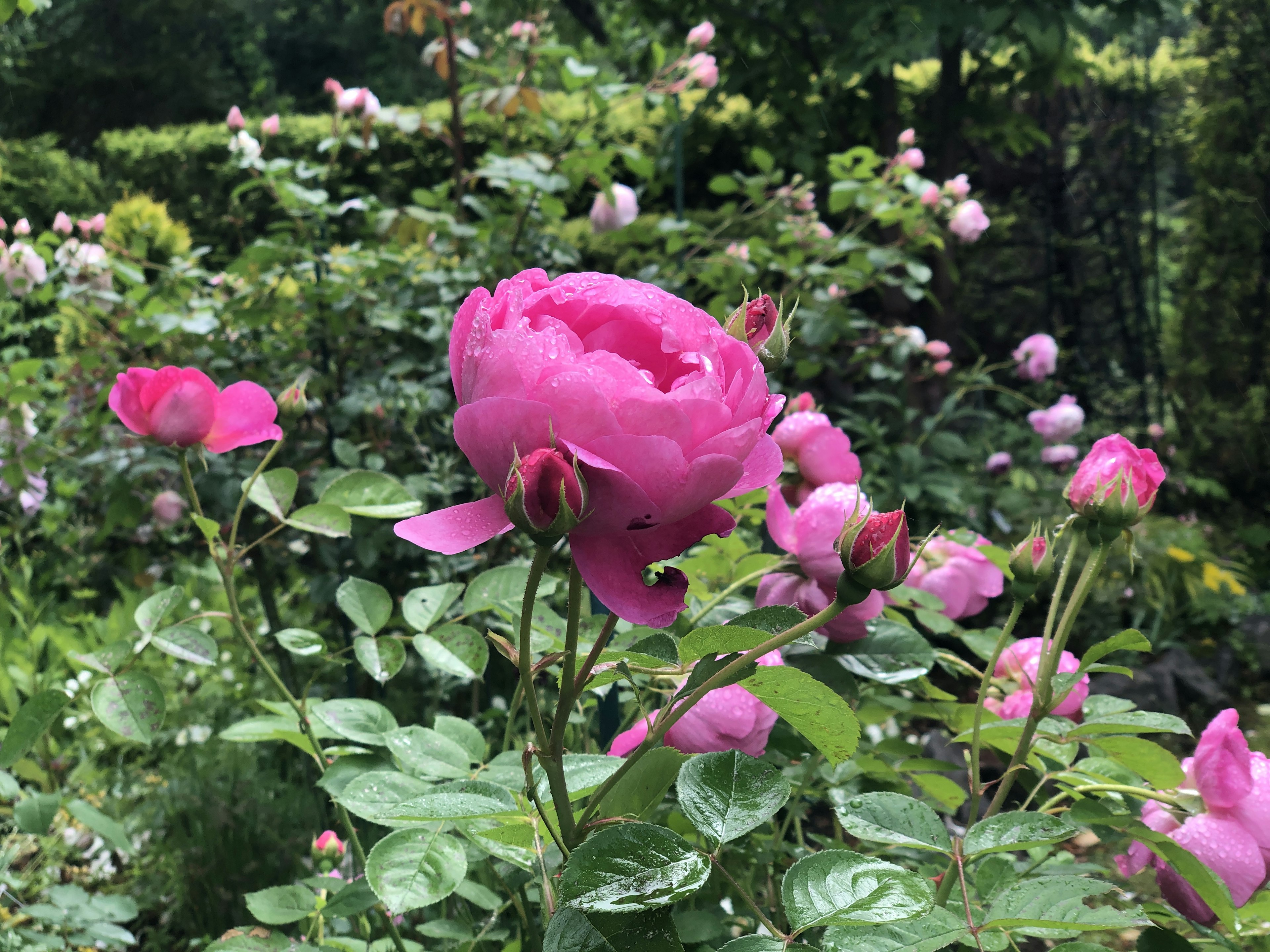 De belles roses roses fleurissent dans un jardin luxuriant