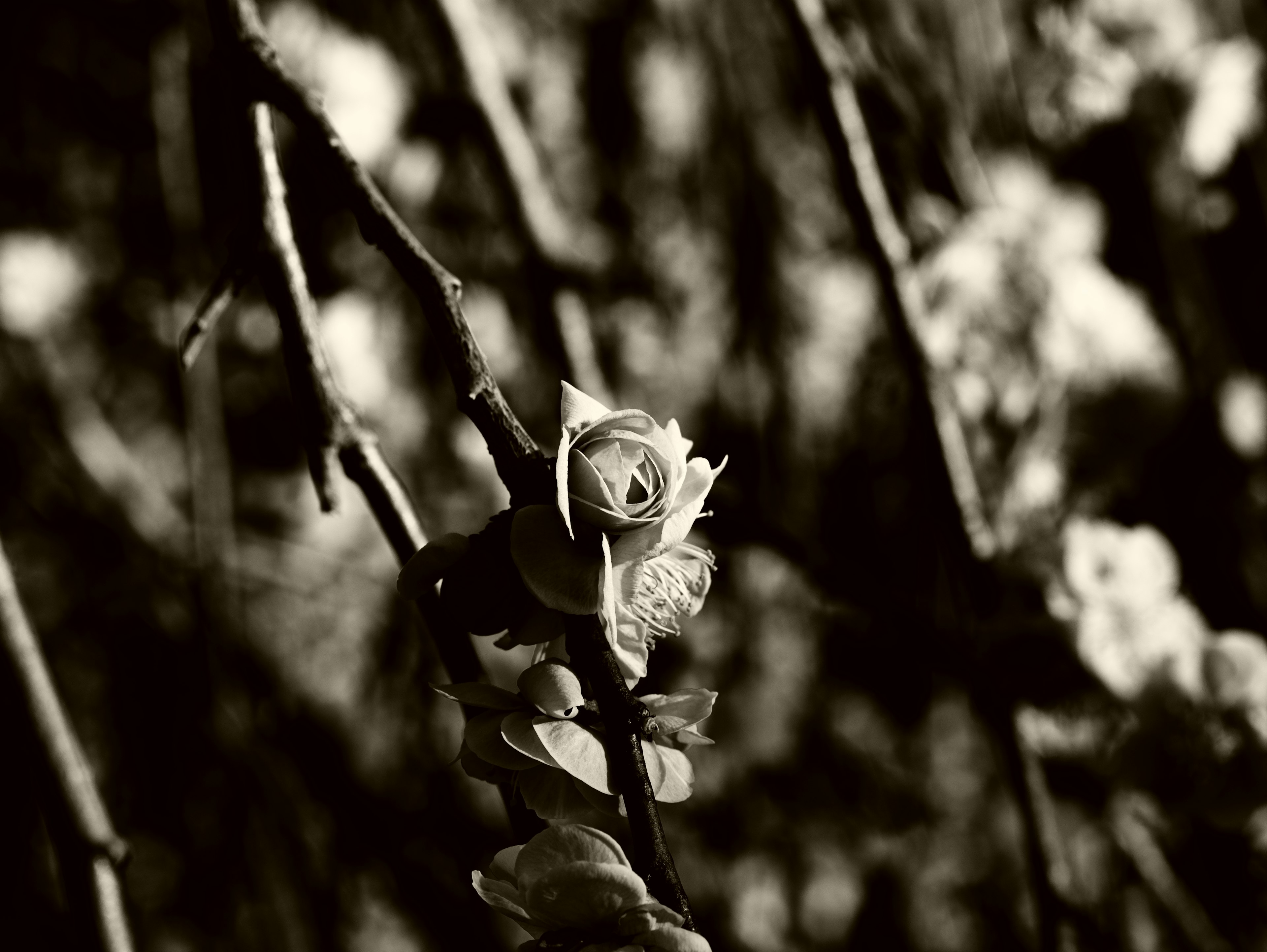 Une belle image mettant en avant un bouton de fleur se détachant sur un fond noir et blanc