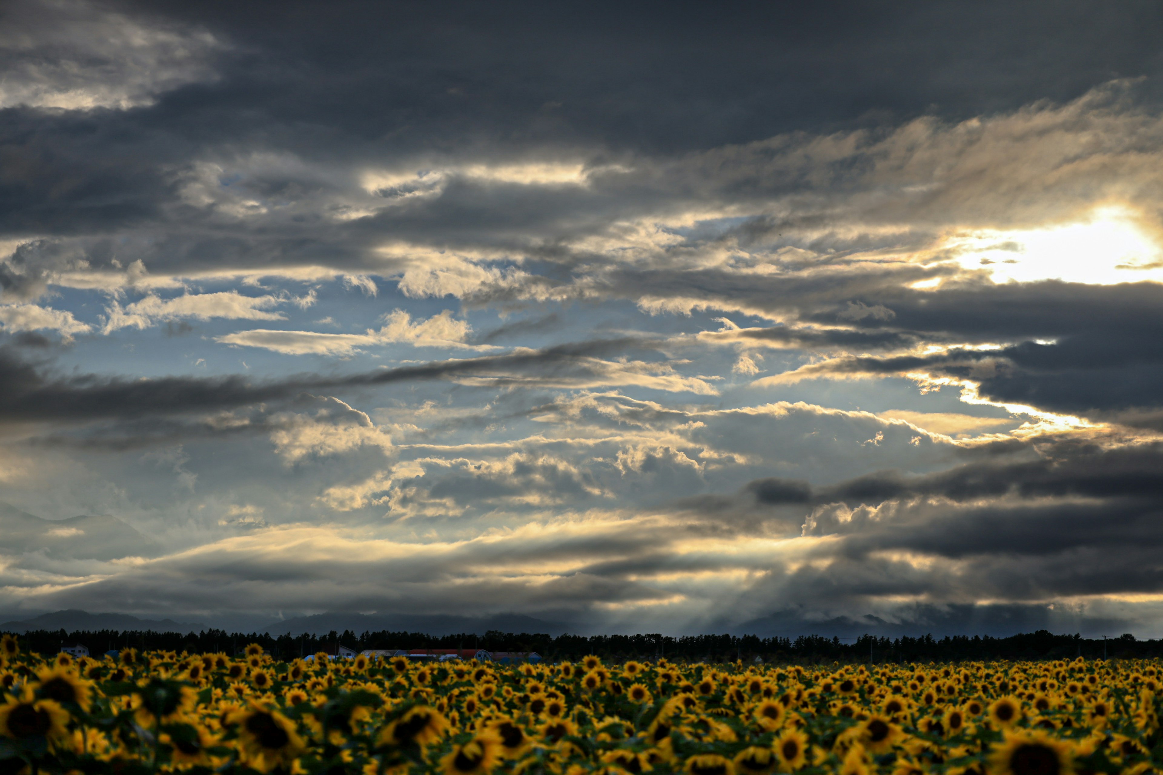 Campo di girasoli sotto un cielo nuvoloso drammatico con luce che filtra