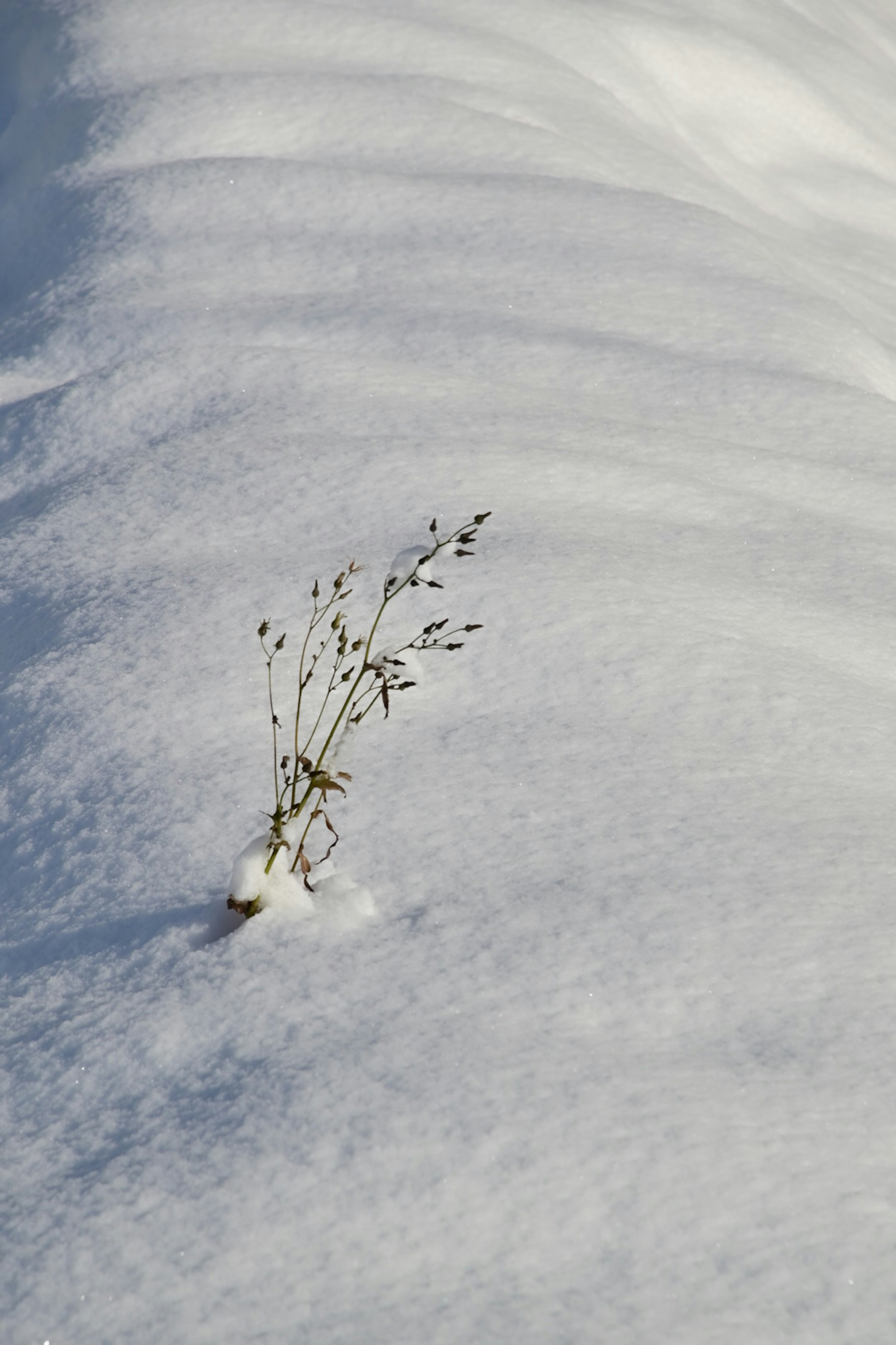 Una piccola pianta che emerge da un paesaggio innevato