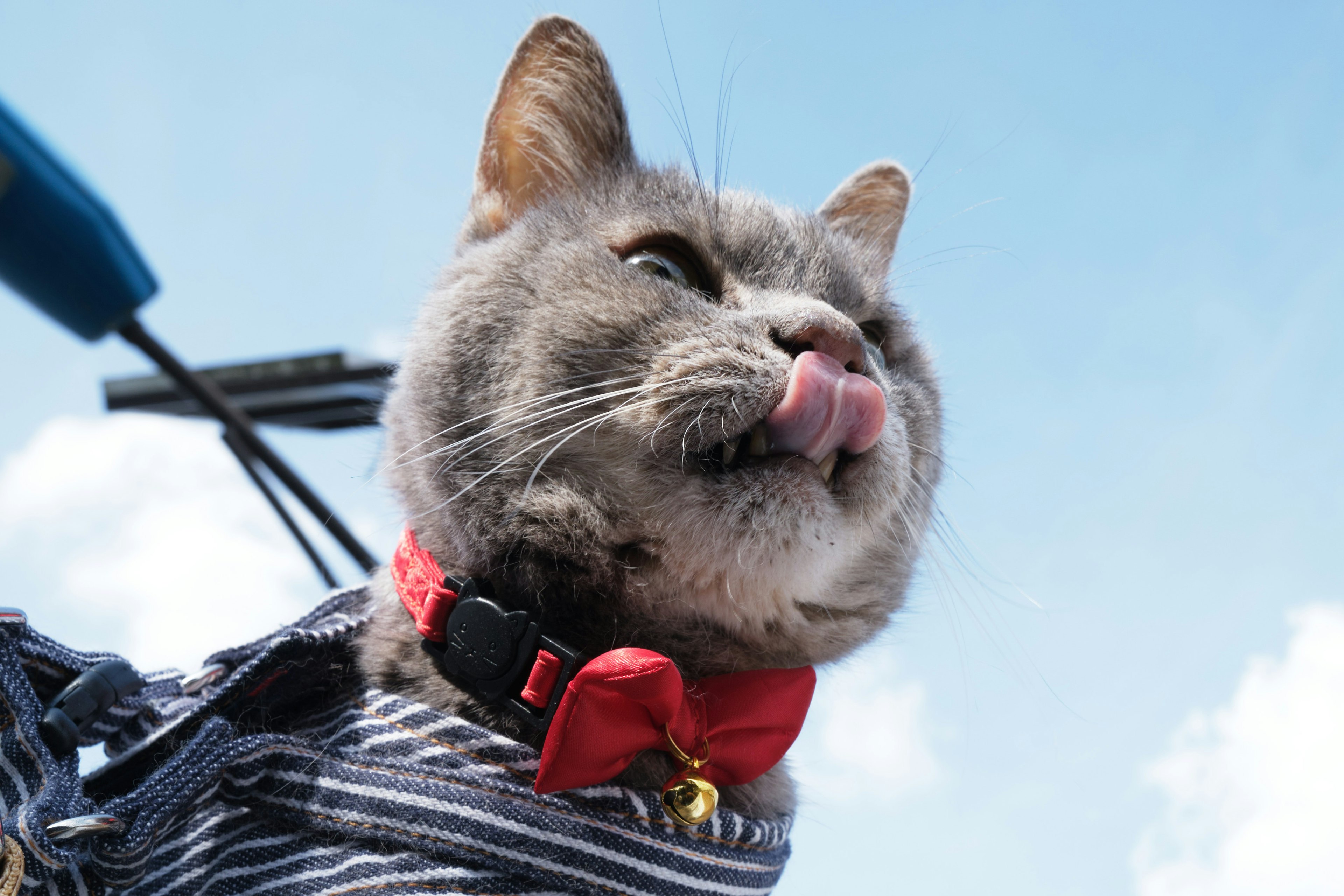 Eine graue Katze mit einer roten Fliege leckt ihre Zunge unter einem blauen Himmel