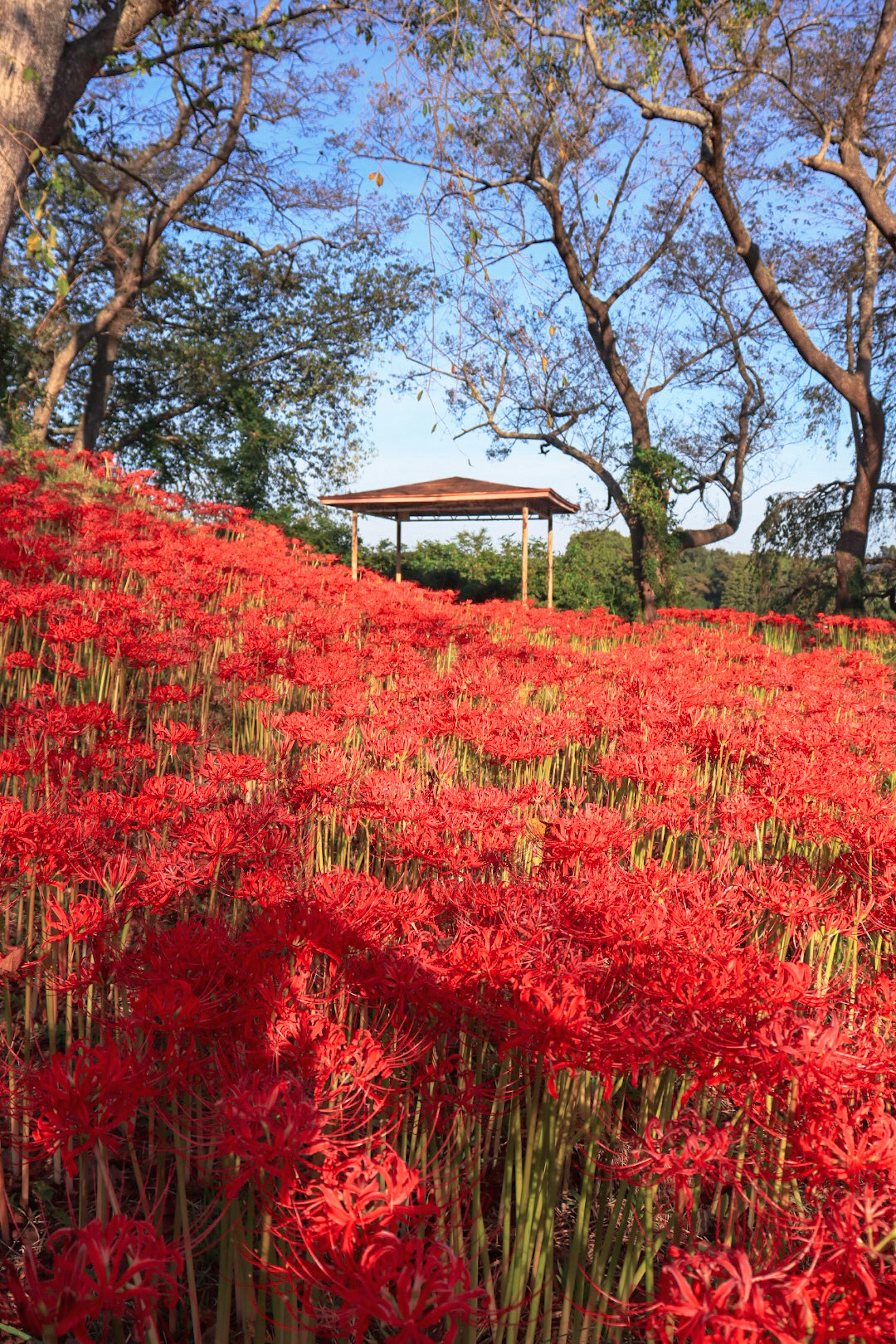 赤い花が咲く風景と木々の間にあるパビリオン