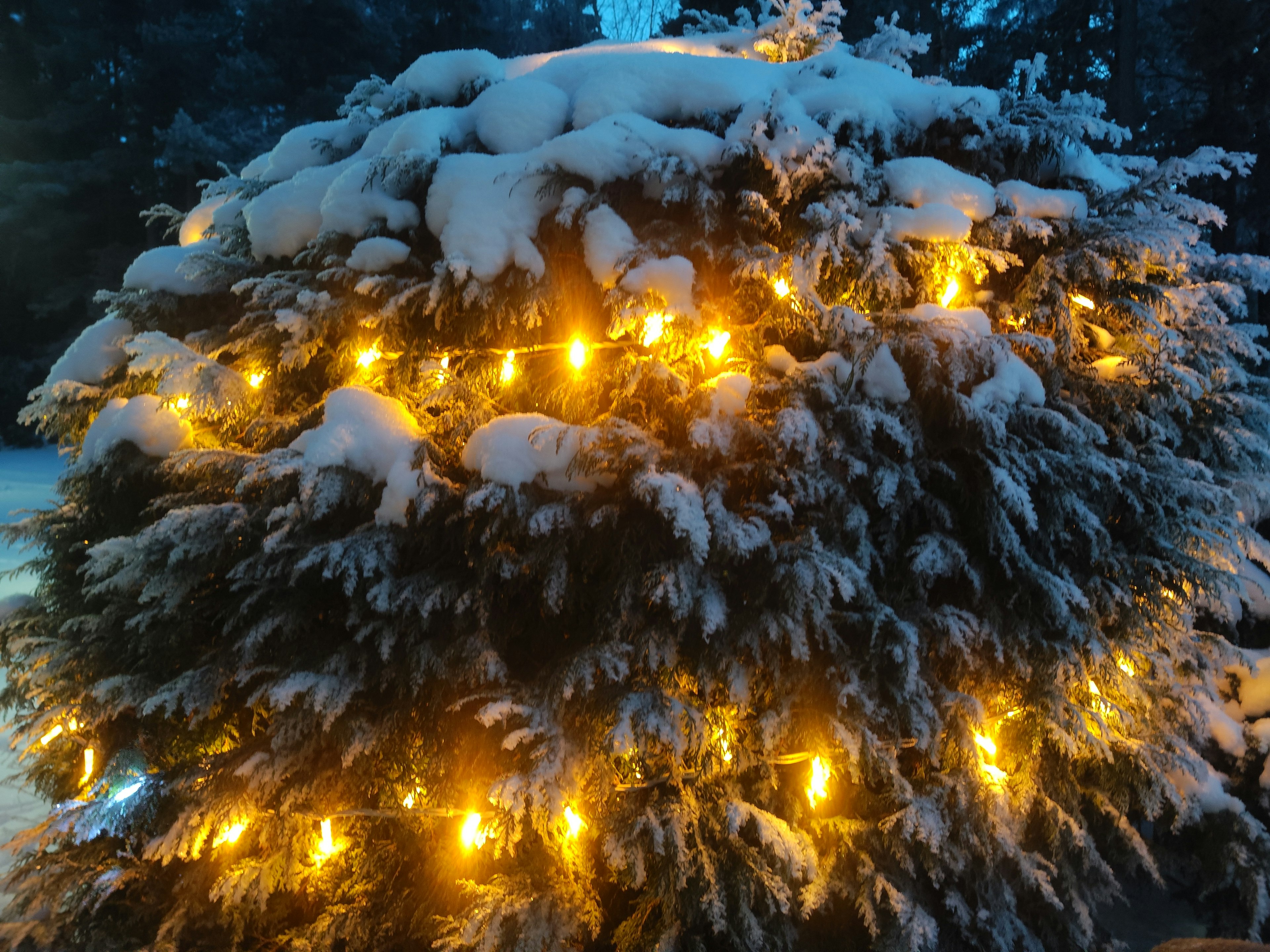 Un albero coperto di neve adornato con luci gialle calde in un contesto invernale