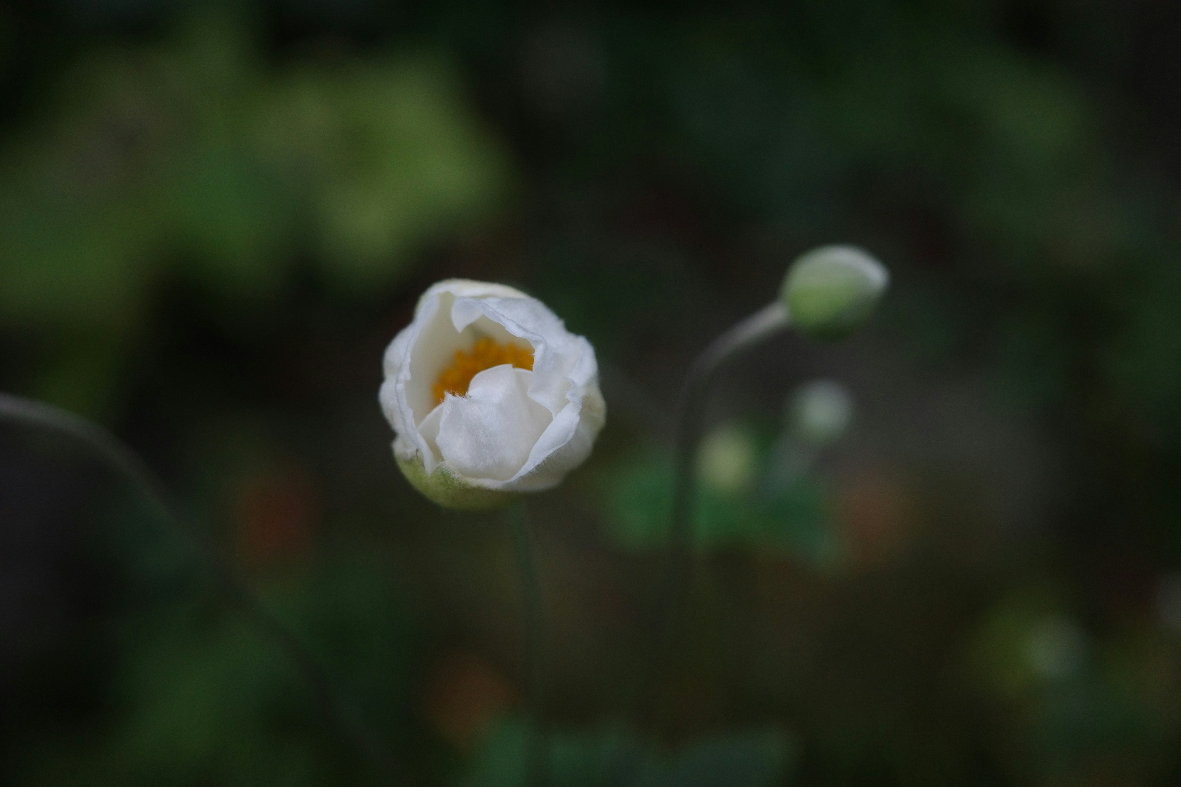 Primer plano de un capullo de flor blanca con un centro amarillo contra un fondo verde borroso