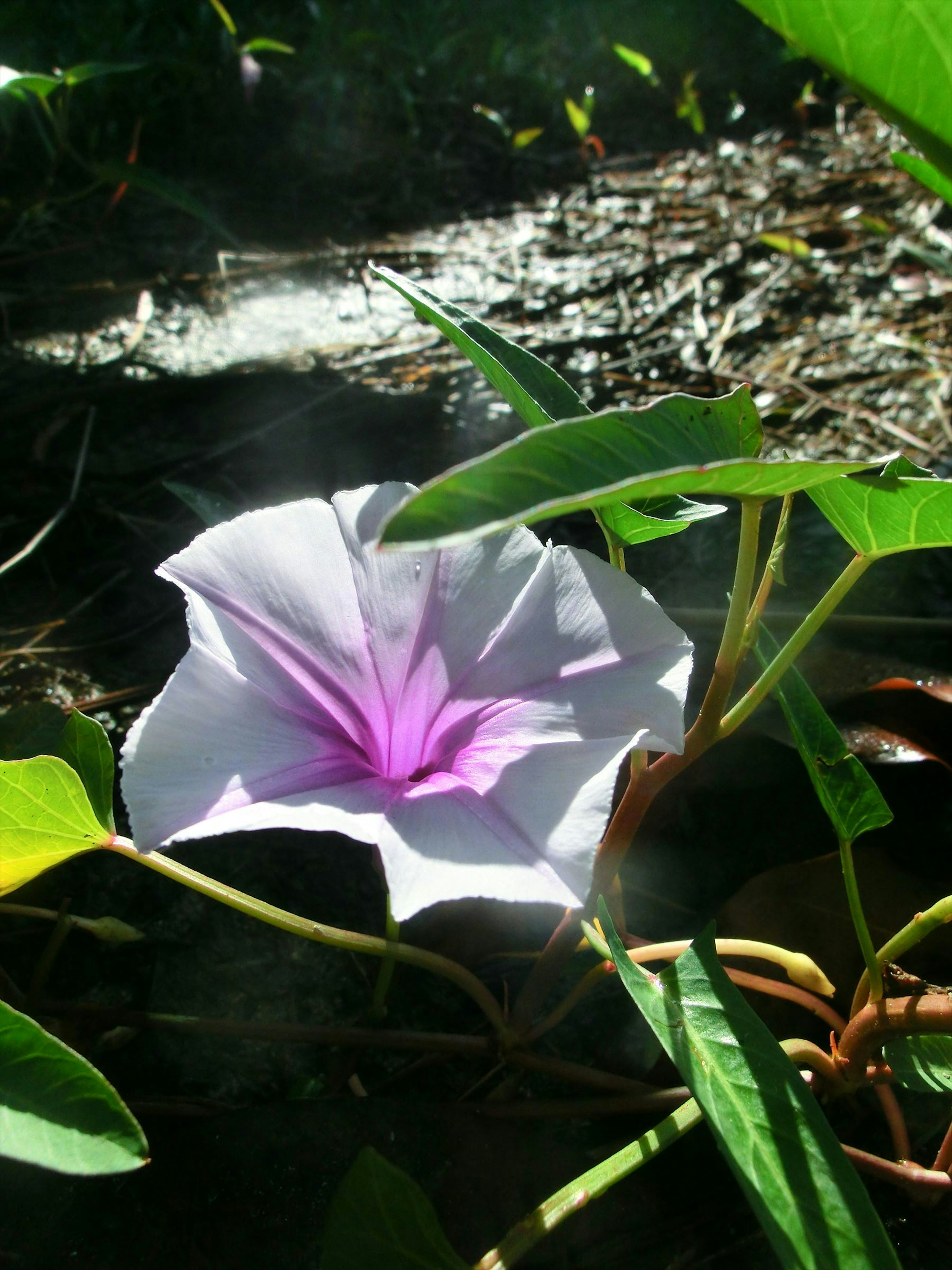 白色花朵，紫色中心，周圍環繞著綠色葉子