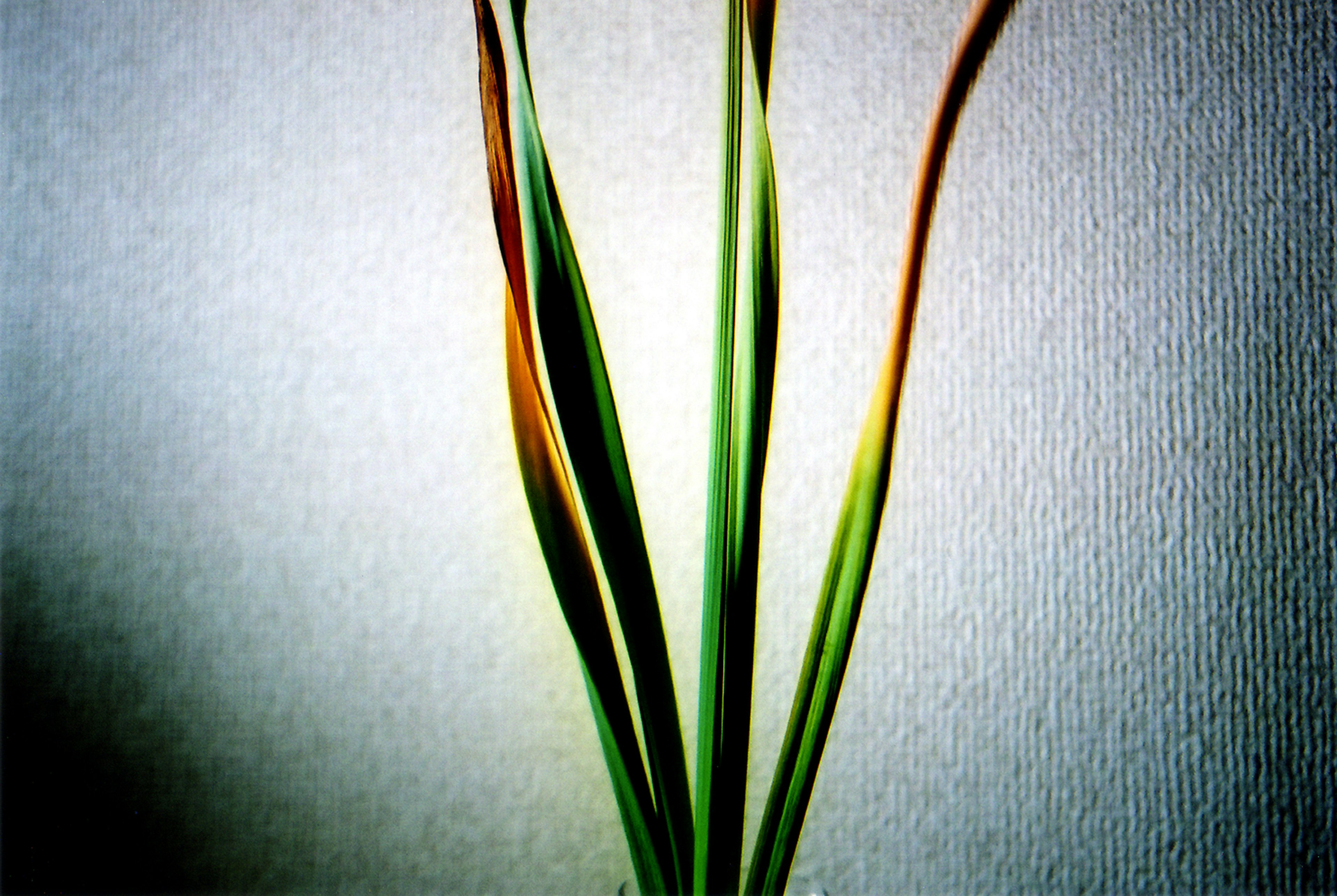 Photo of a plant with long green and brown leaves