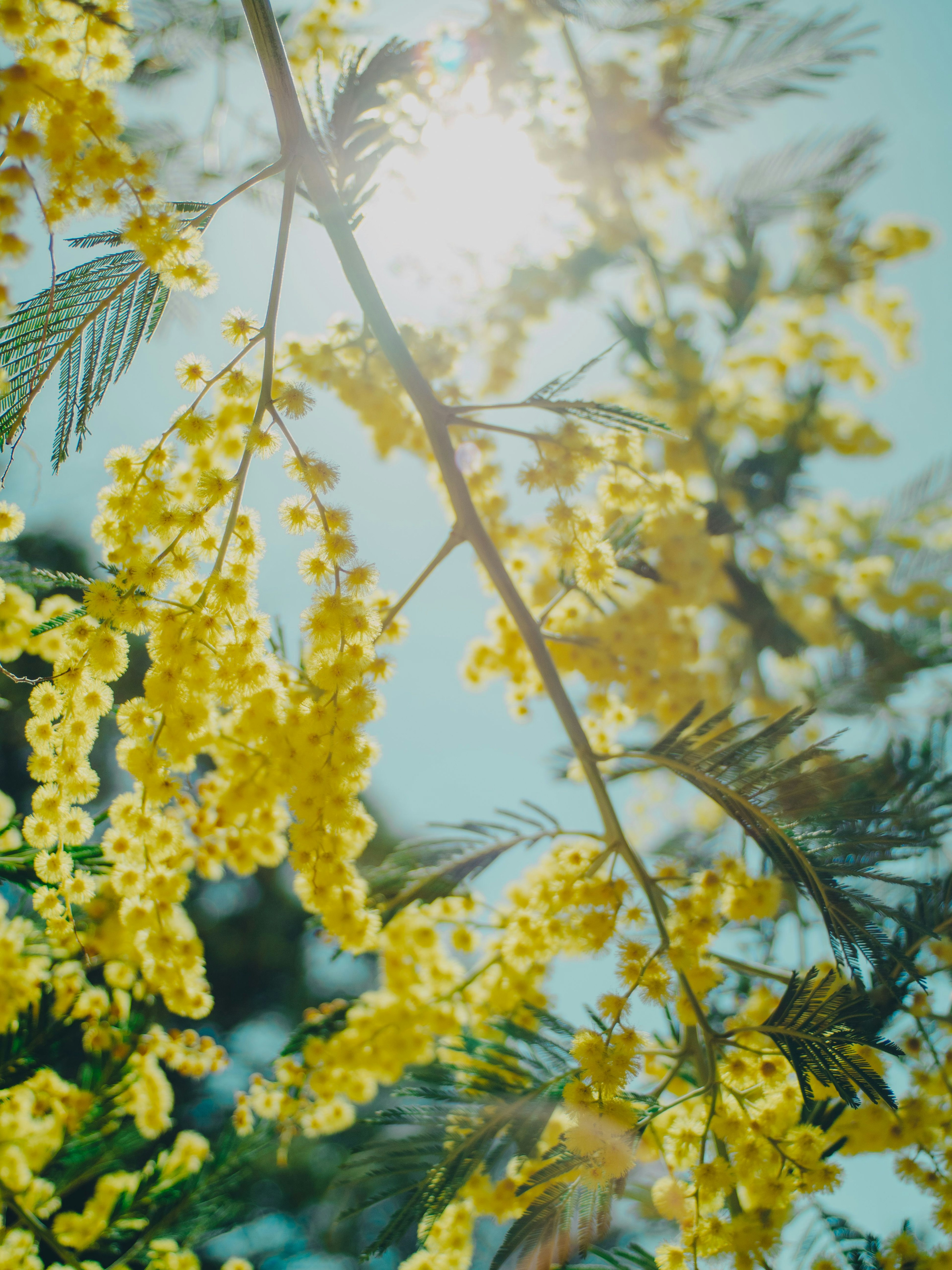 明るい青空の下で咲く黄色いミモザの花のクローズアップ