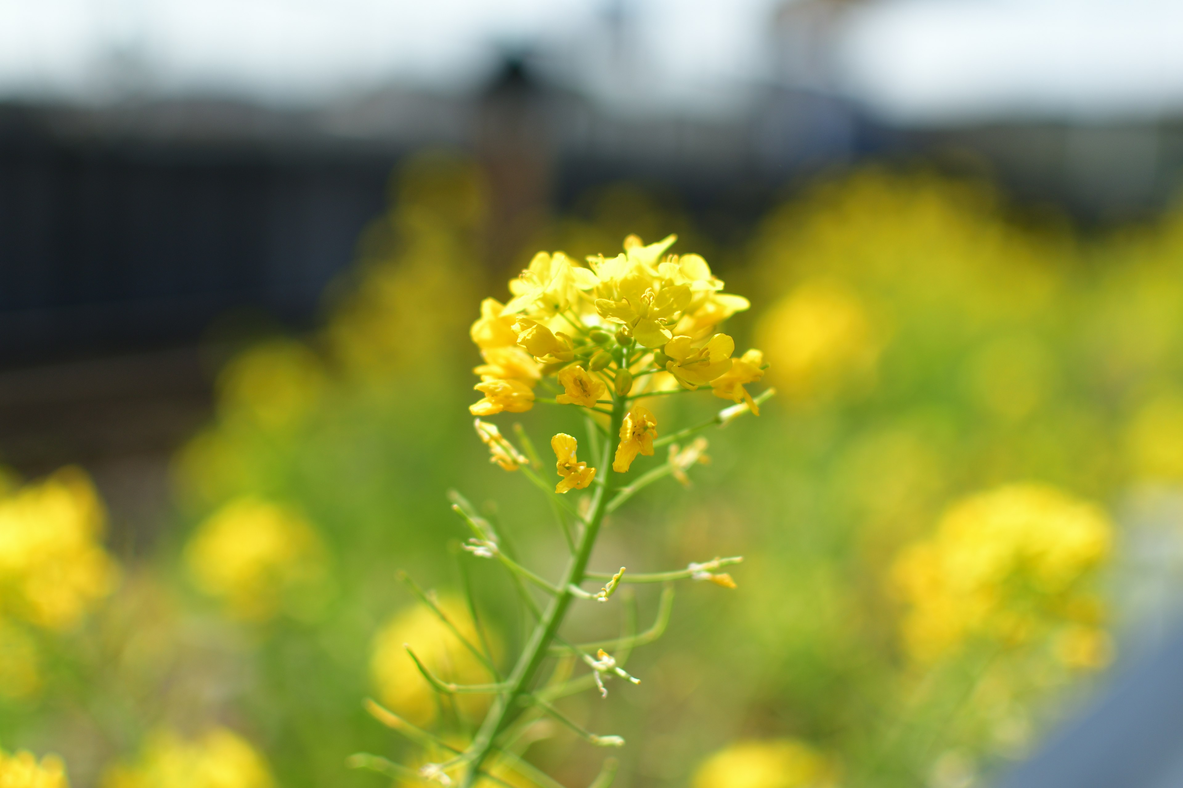 Gros plan d'une fleur jaune avec des feuilles vertes au premier plan et un champ flou de fleurs jaunes en arrière-plan